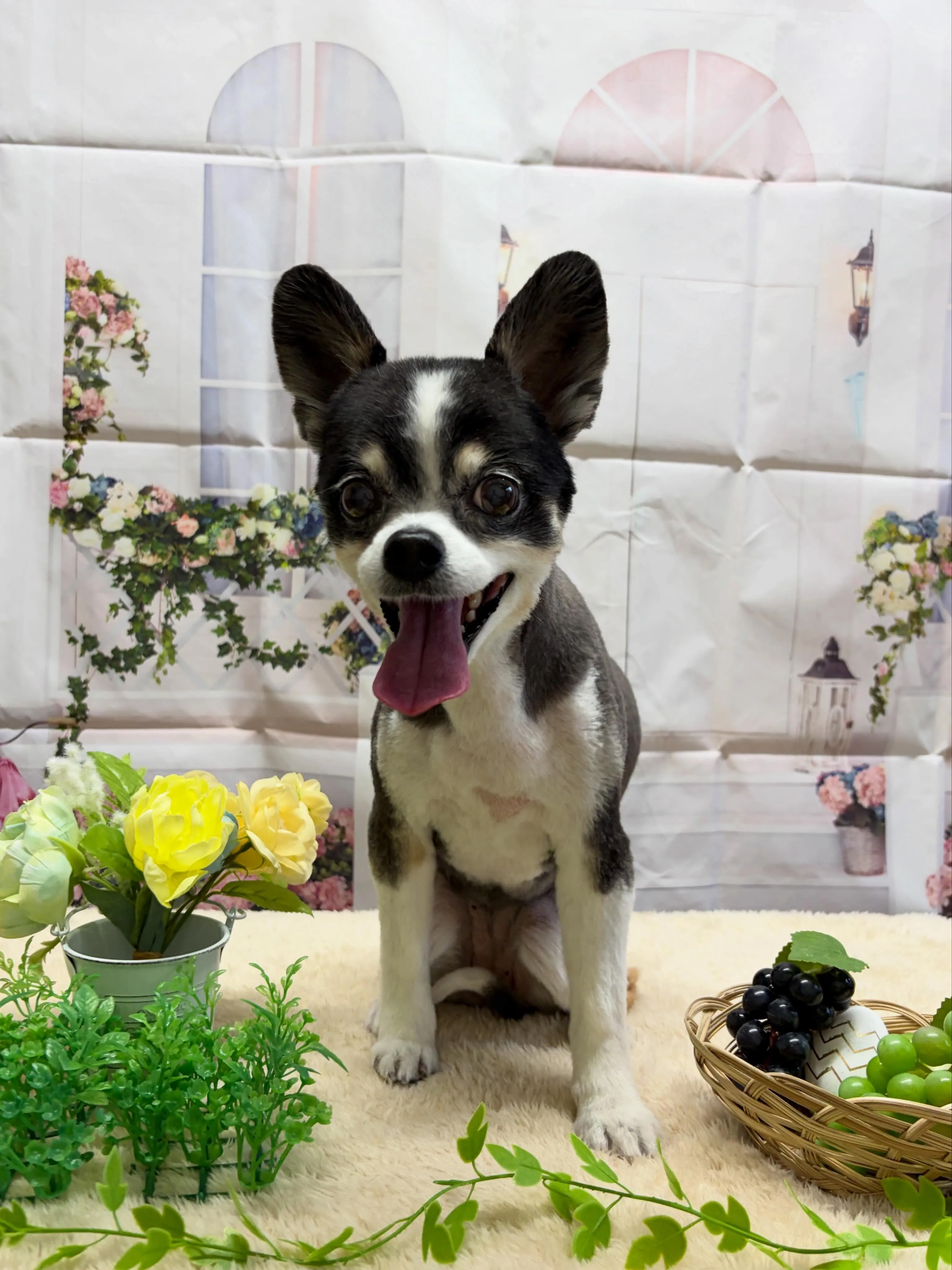 🍃5/20のトリミング🍃ミックス犬🐶｜名東区・千種区・守山区...