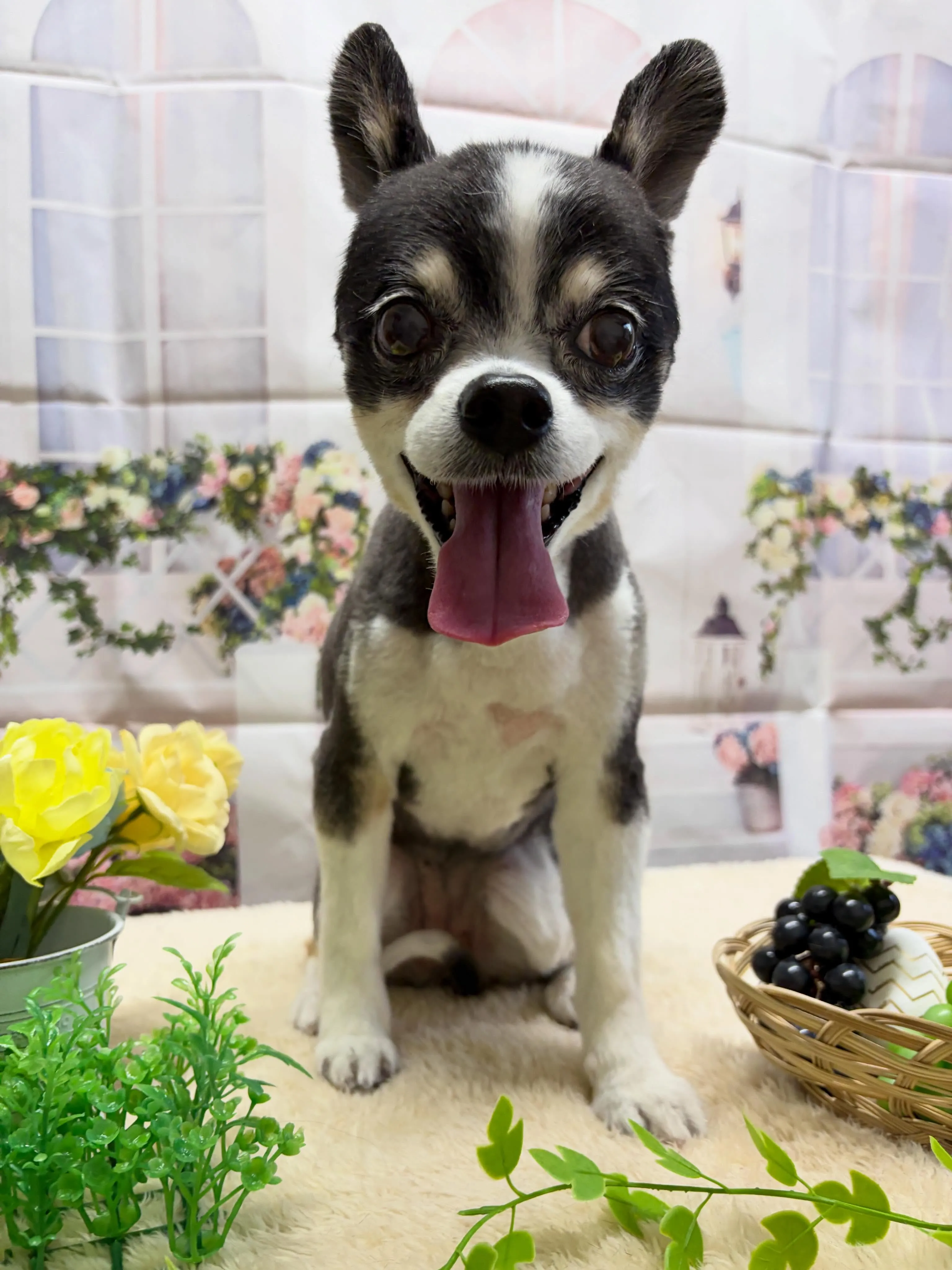 🍃5/20のトリミング🍃ミックス犬🐶｜名東区・千種区・守山区...