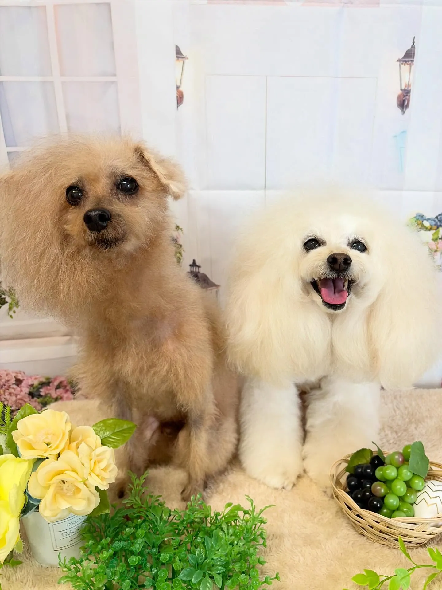 🍃5/22のトリミング🍃プードル🐶|名東区・千種区・守山区の...