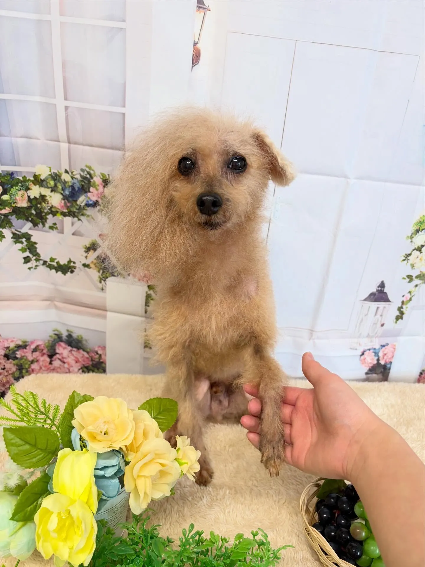 🍃5/22のトリミング🍃プードル🐶｜名東区・千種区・守山区の...