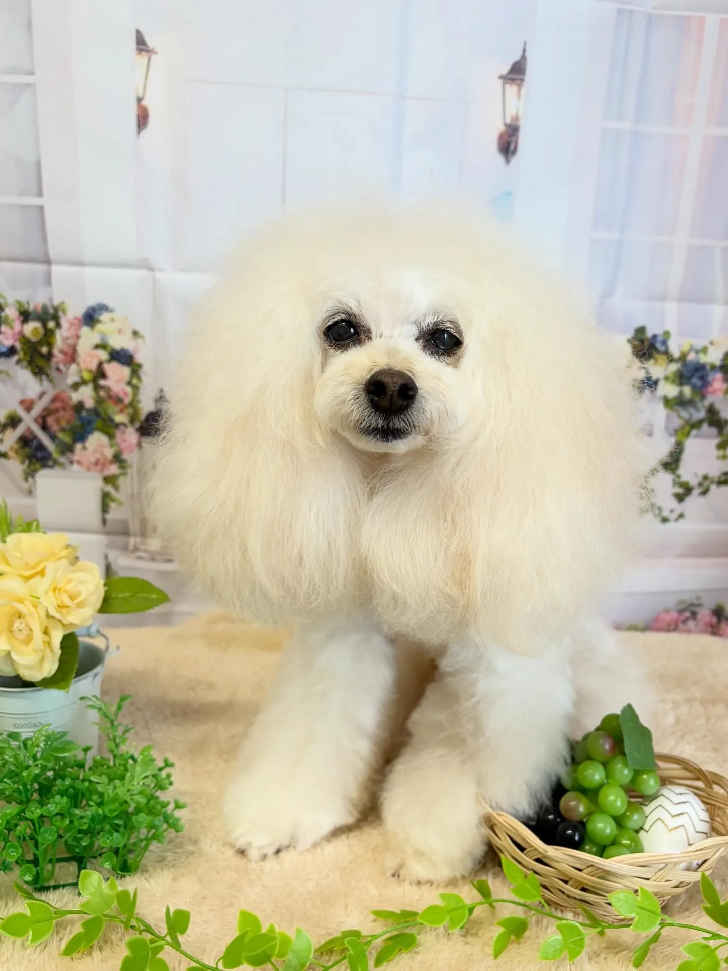 🍃5/22のトリミング🍃プードル🐶｜名東区・千種区・守山区の...