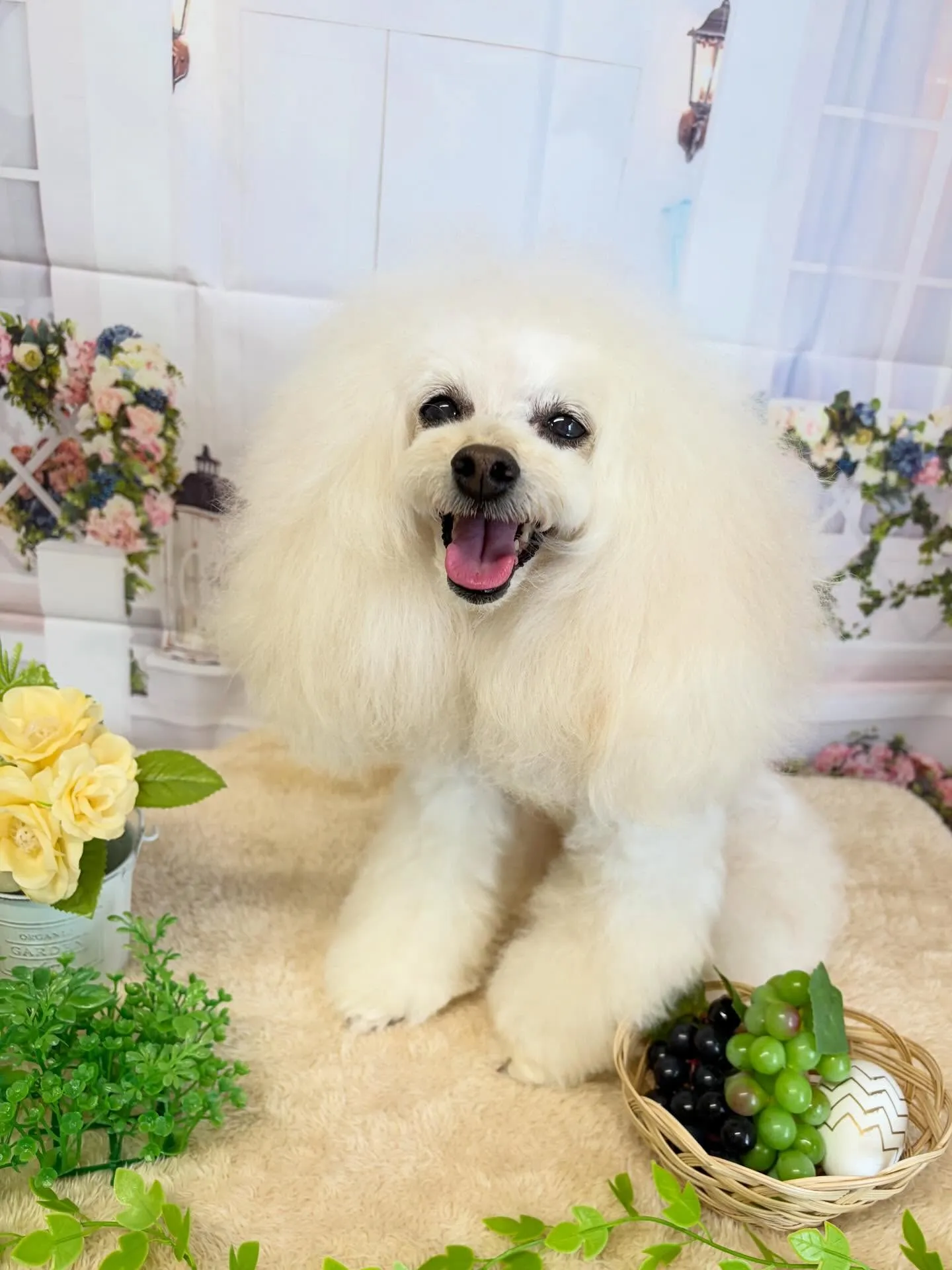 🍃5/22のトリミング🍃プードル🐶｜名東区・千種区・守山区の...