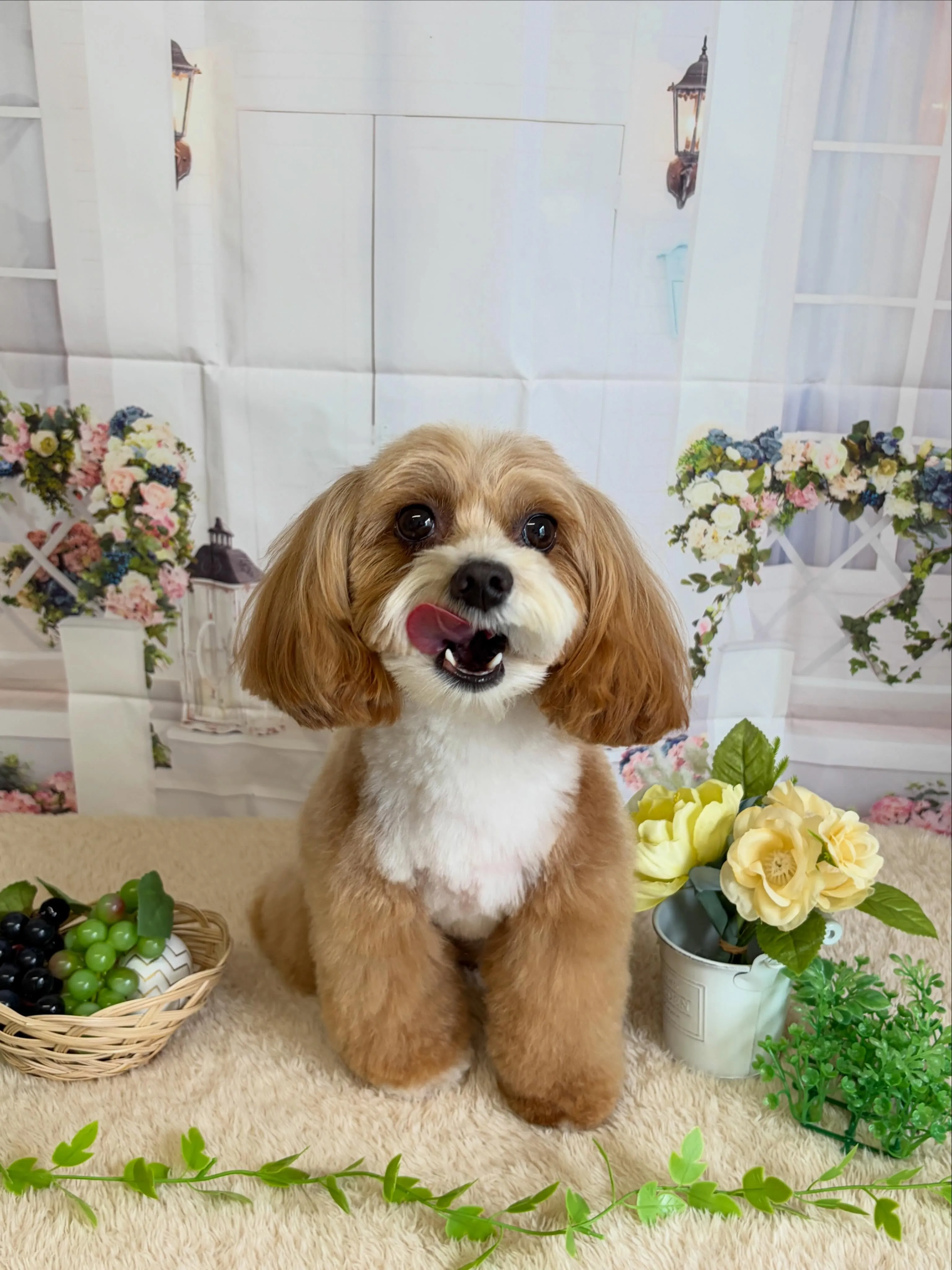 🍃5/22のトリミング🍃チワワ🐶プードル🐶ミックス犬🐶|名東...