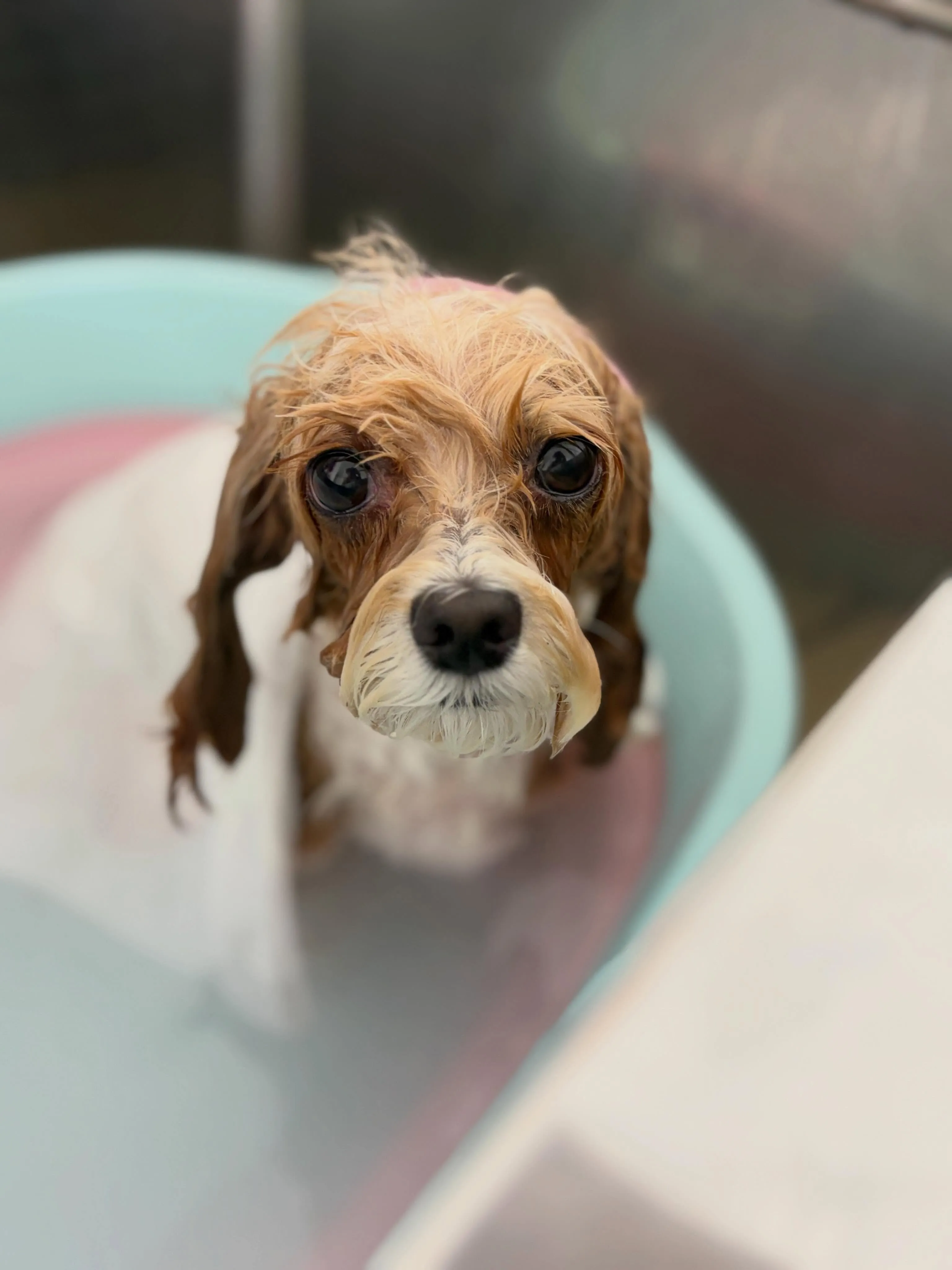 🍃5/22のトリミング🍃チワワ🐶プードル🐶ミックス犬🐶｜名東...