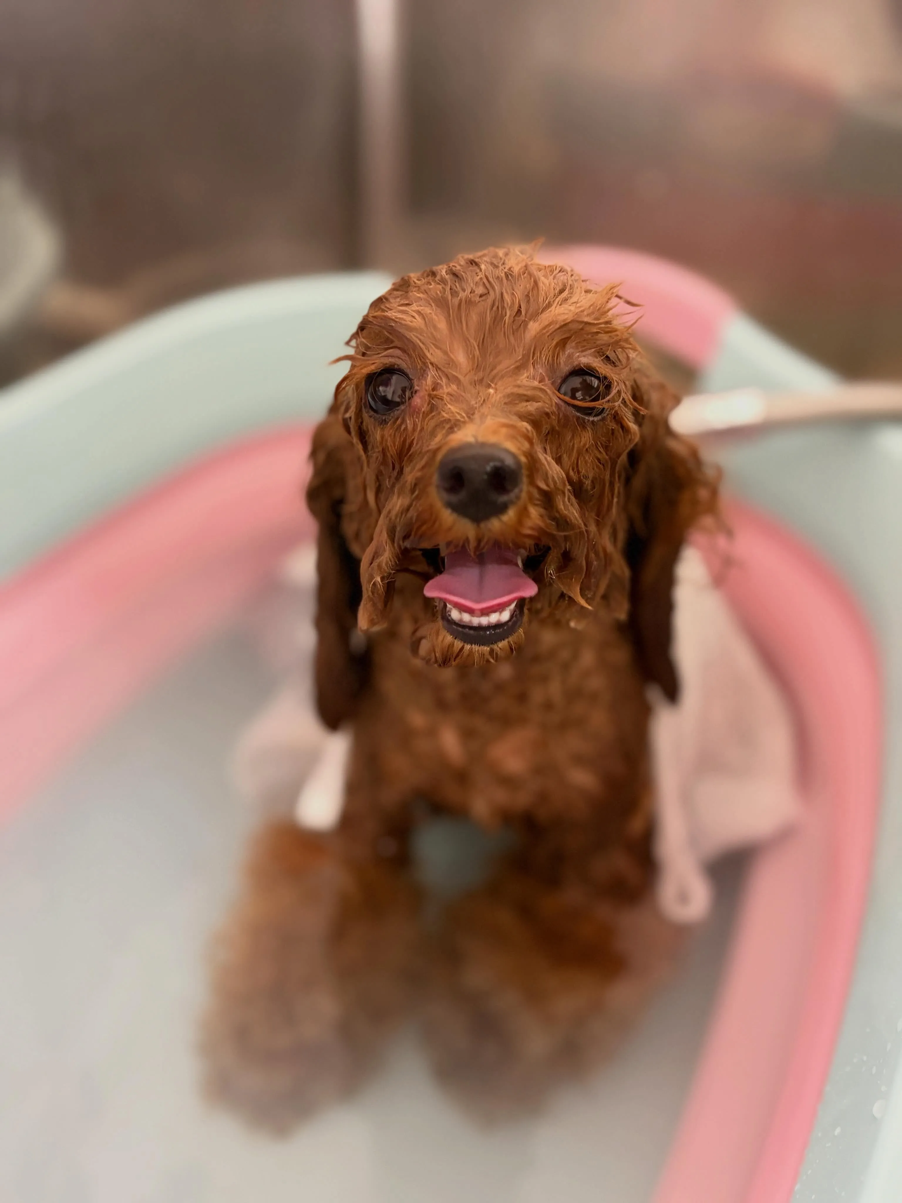 🍃5/22のトリミング🍃チワワ🐶プードル🐶ミックス犬🐶｜名東...
