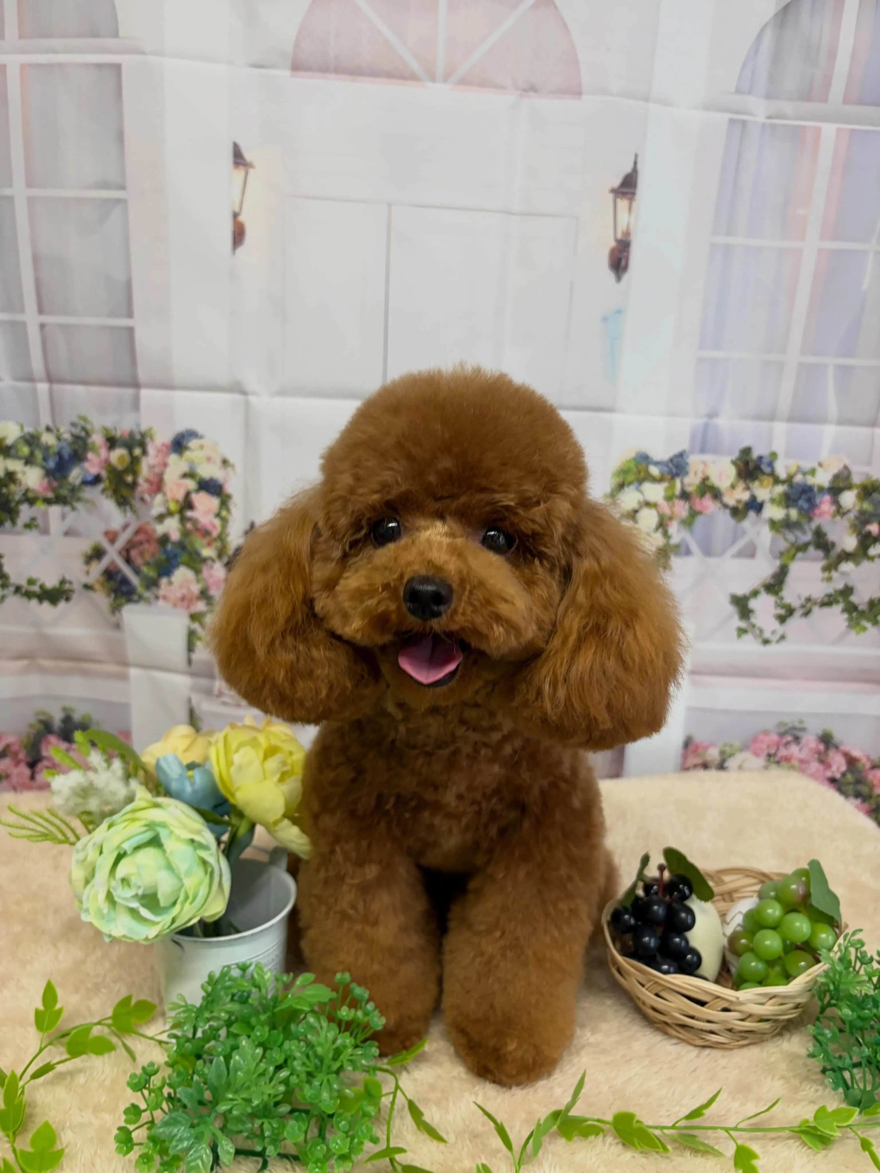 🍃5/22のトリミング🍃チワワ🐶プードル🐶ミックス犬🐶｜名東...