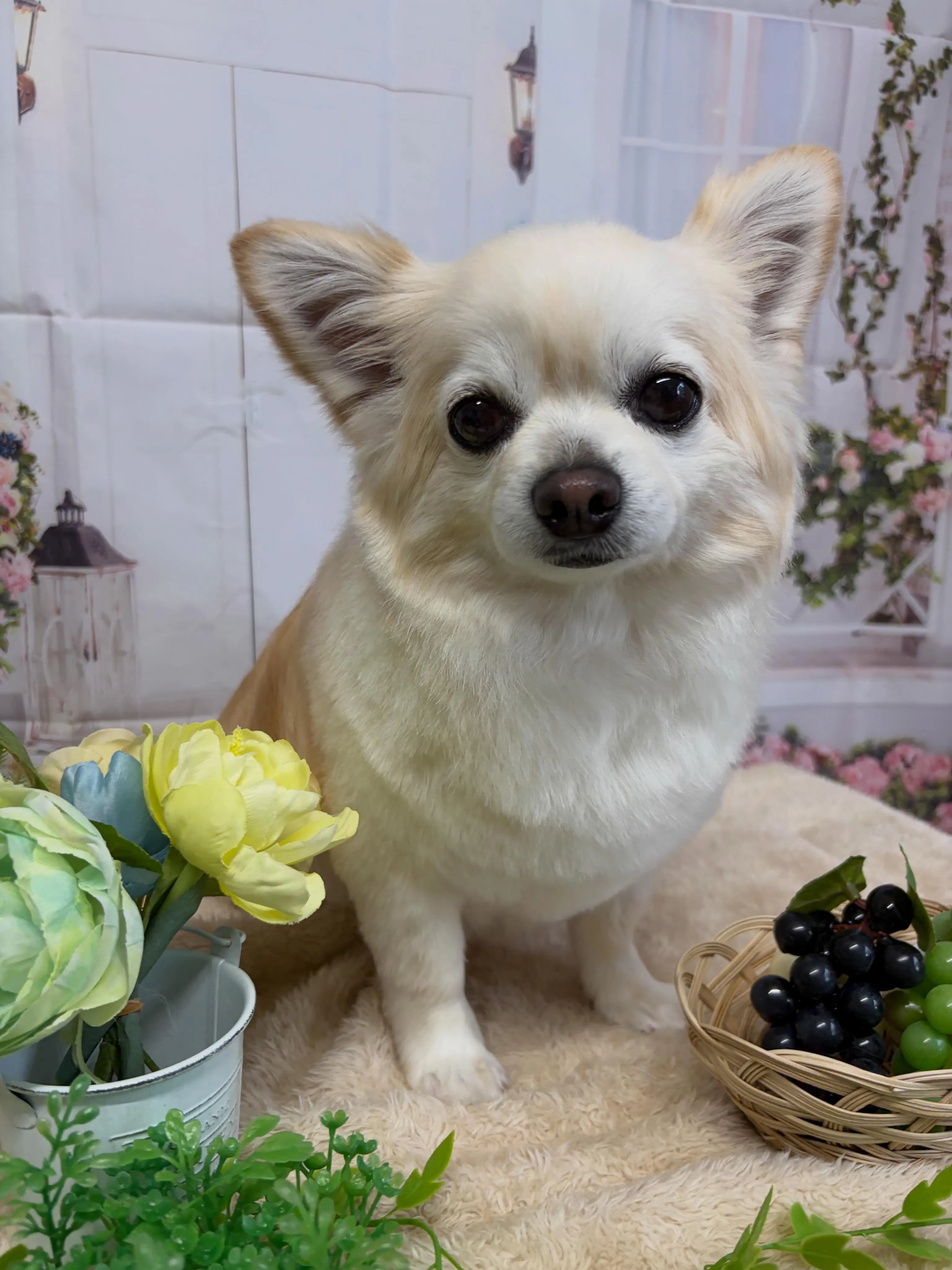🍃5/22のトリミング🍃チワワ🐶プードル🐶ミックス犬🐶｜名東...