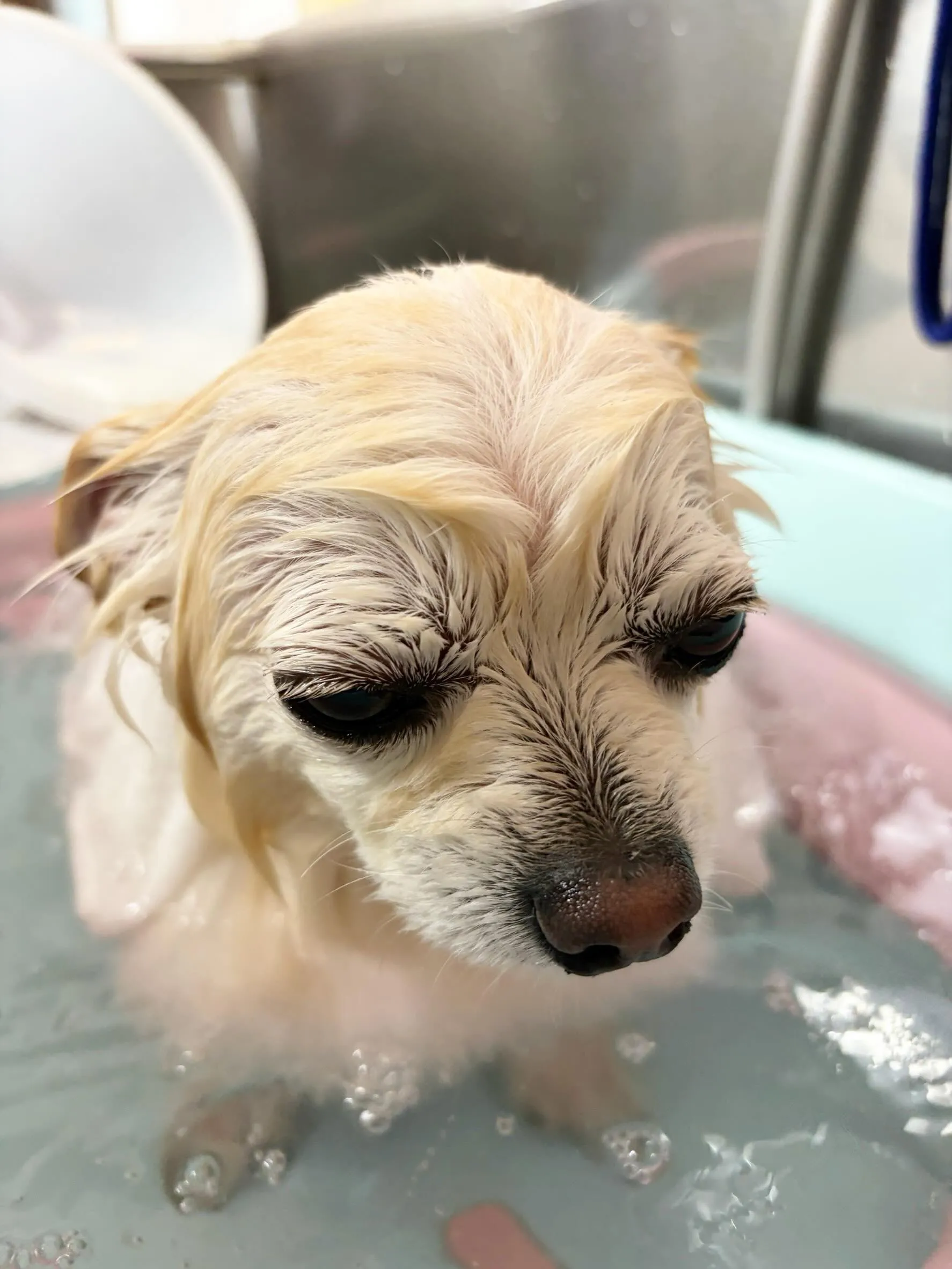 🍃5/22のトリミング🍃チワワ🐶プードル🐶ミックス犬🐶｜名東...