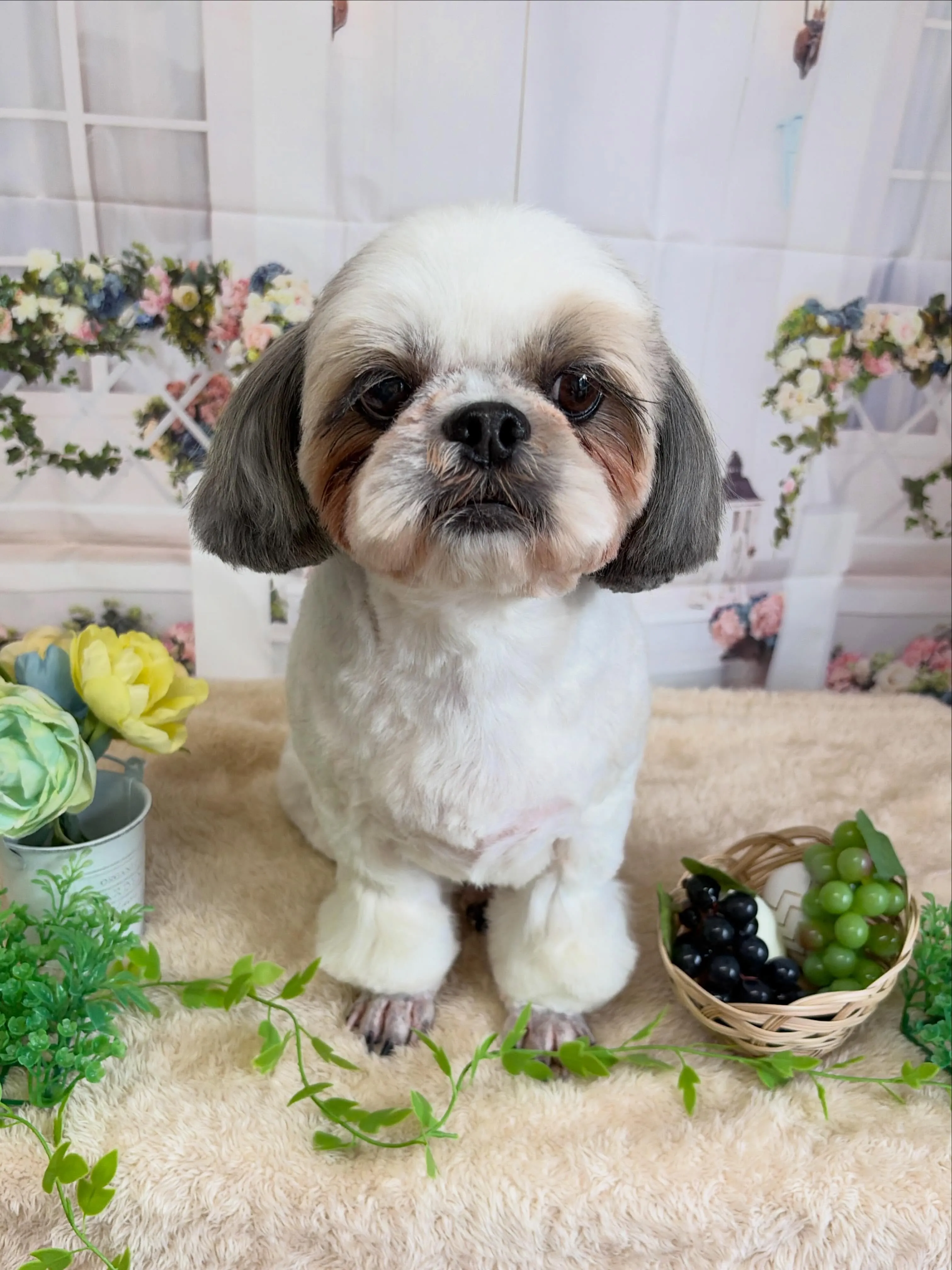 🍃5/22のトリミング🍃ミニチュアシュナウザー🐶|名東区・千...