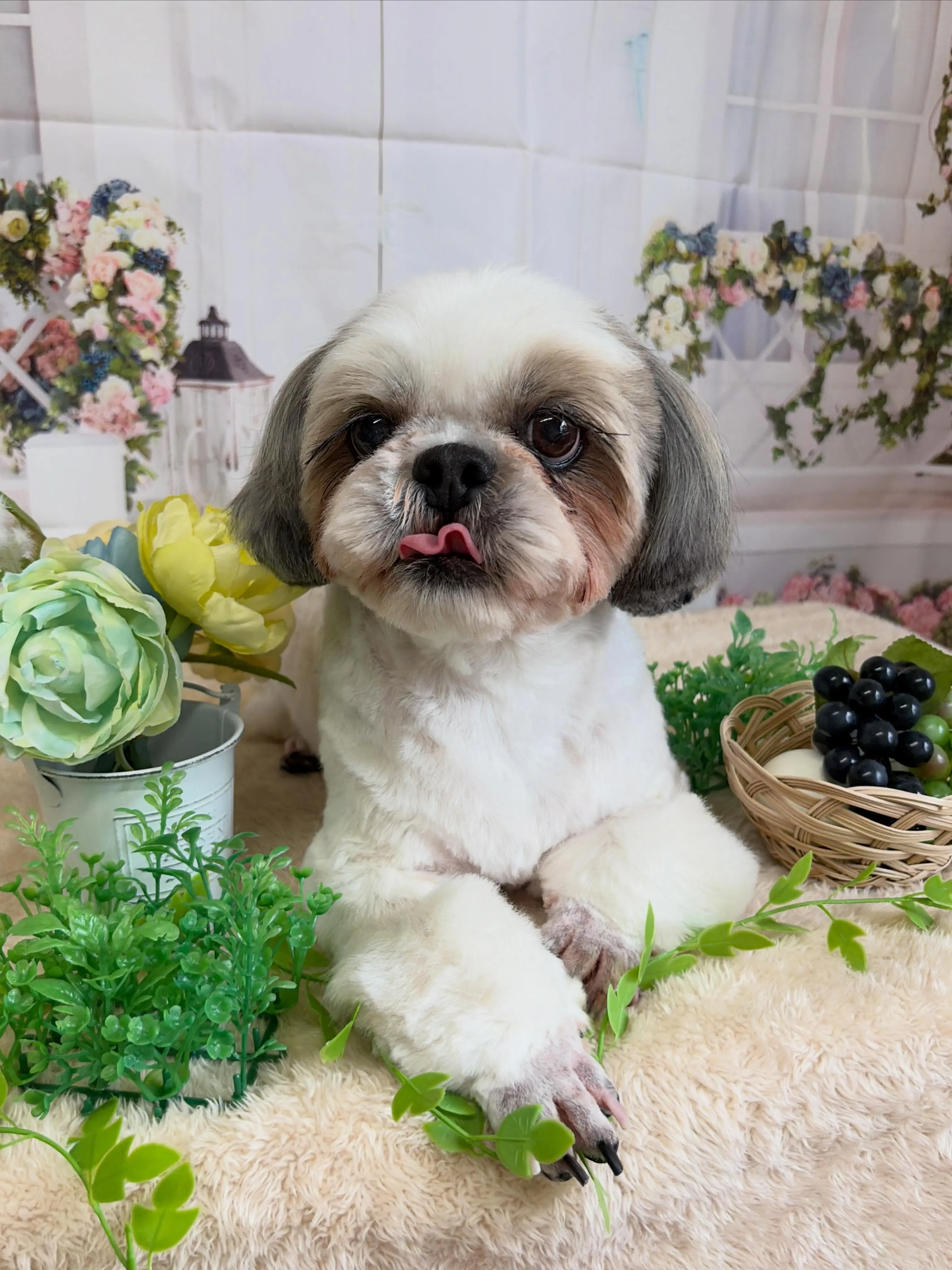 🍃5/22のトリミング🍃ミニチュアシュナウザー🐶|名東区・千...