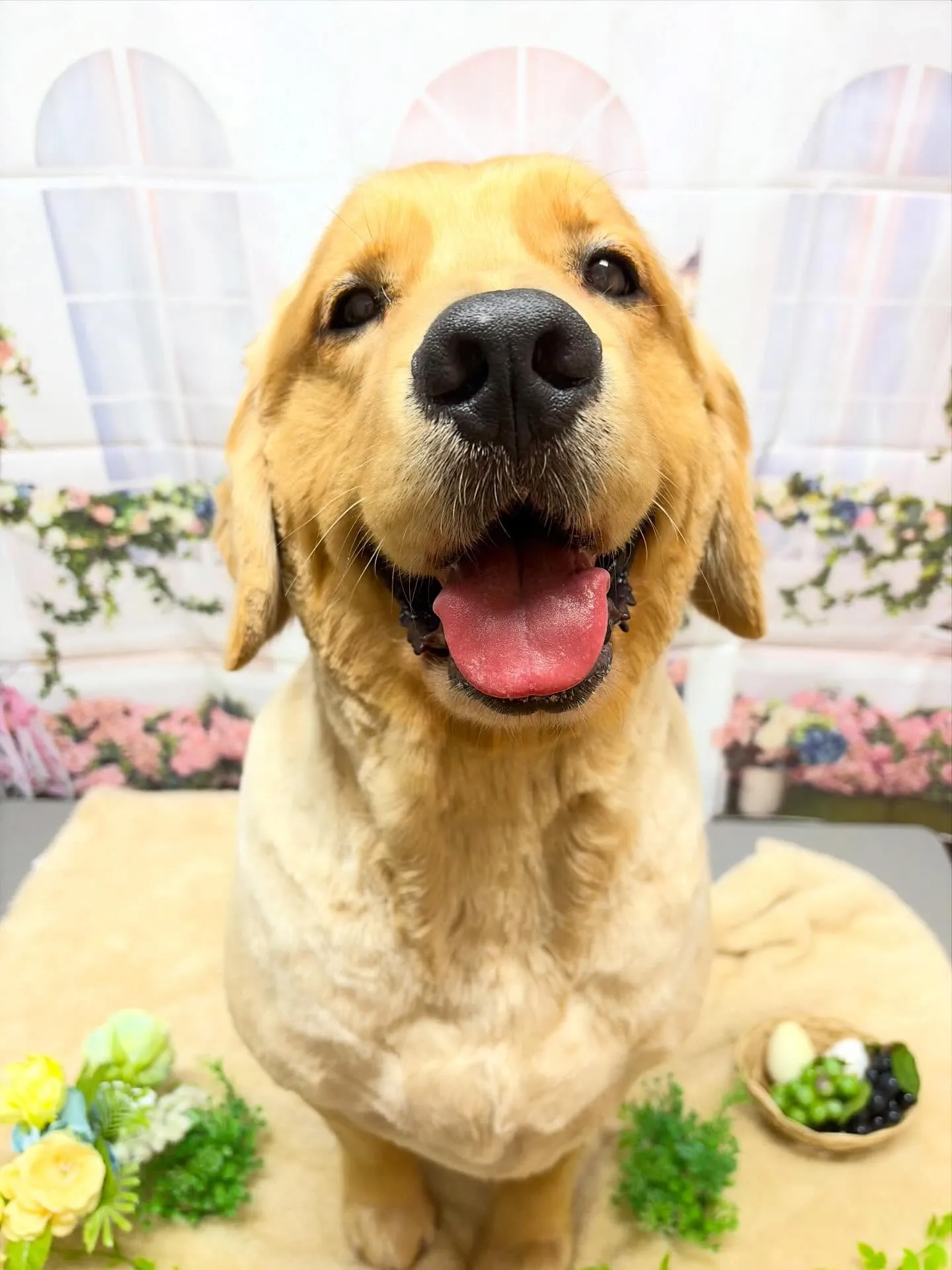 🍃5/23のトリミング🍃ゴールデンレトリバー🐶｜名東区・千種...