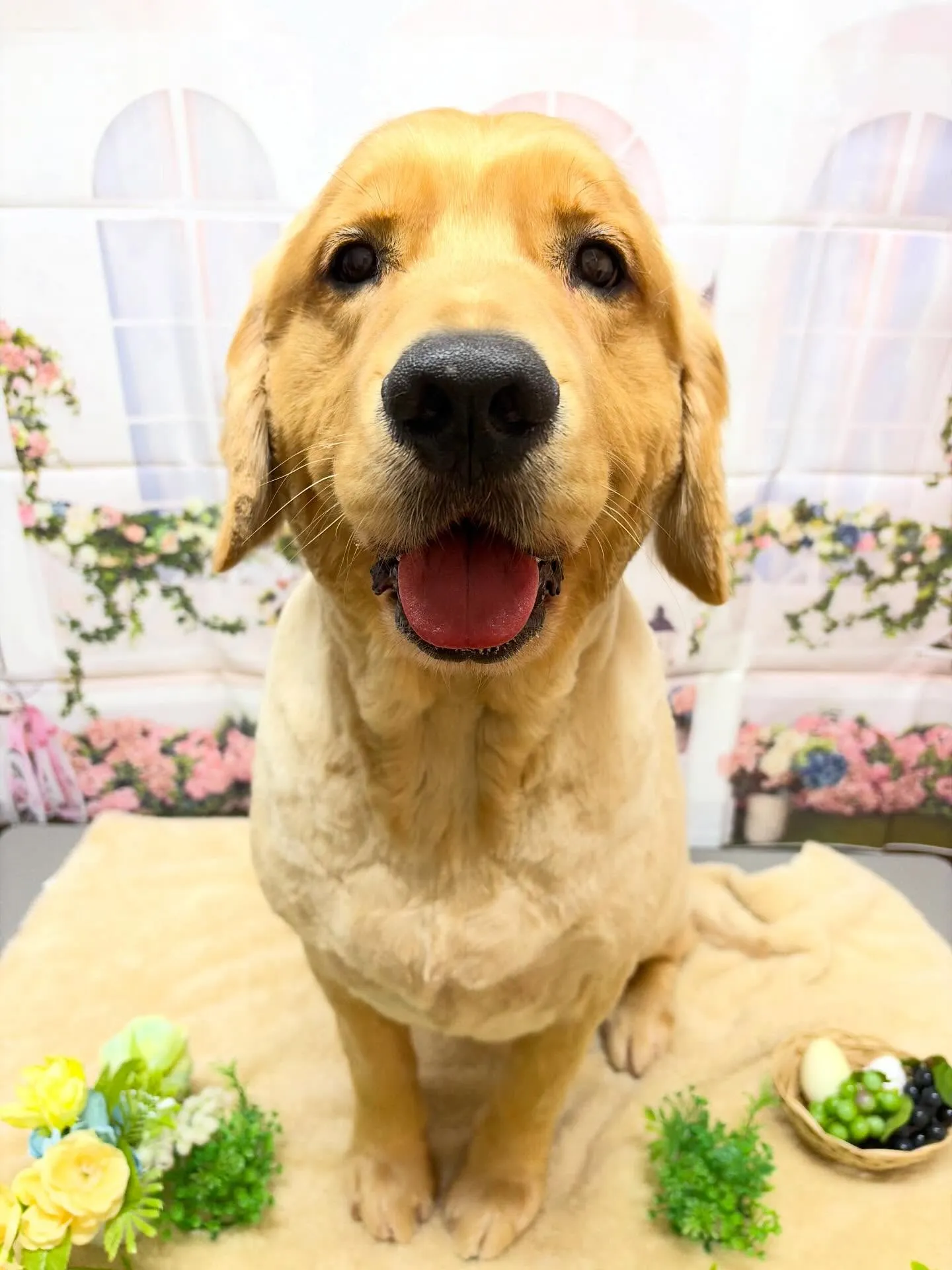 🍃5/23のトリミング🍃ゴールデンレトリバー🐶｜名東区・千種...