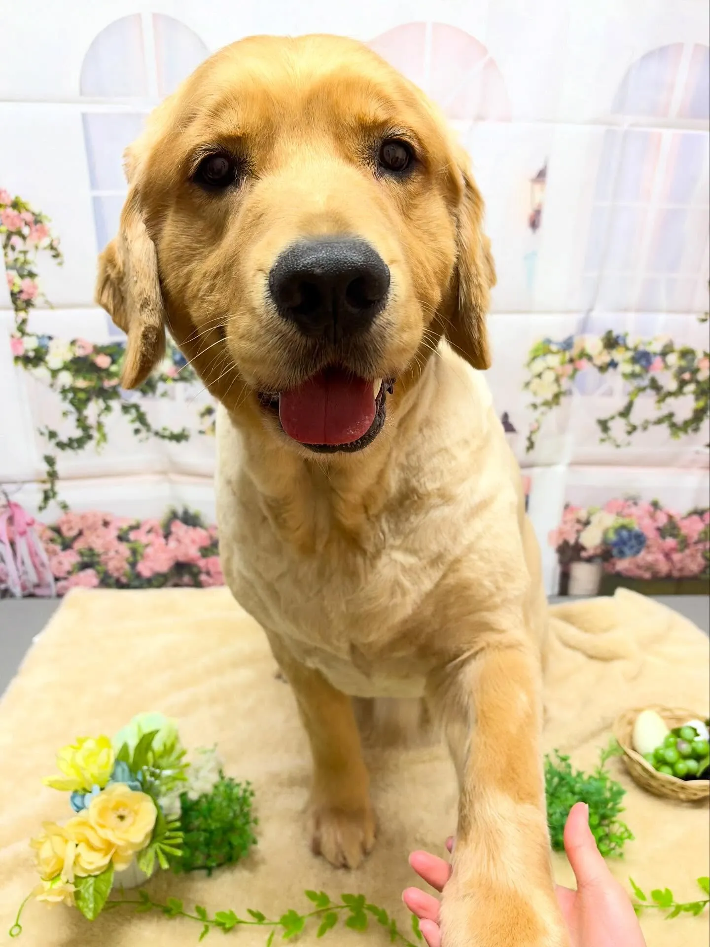 🍃5/23のトリミング🍃ゴールデンレトリバー🐶｜名東区・千種...