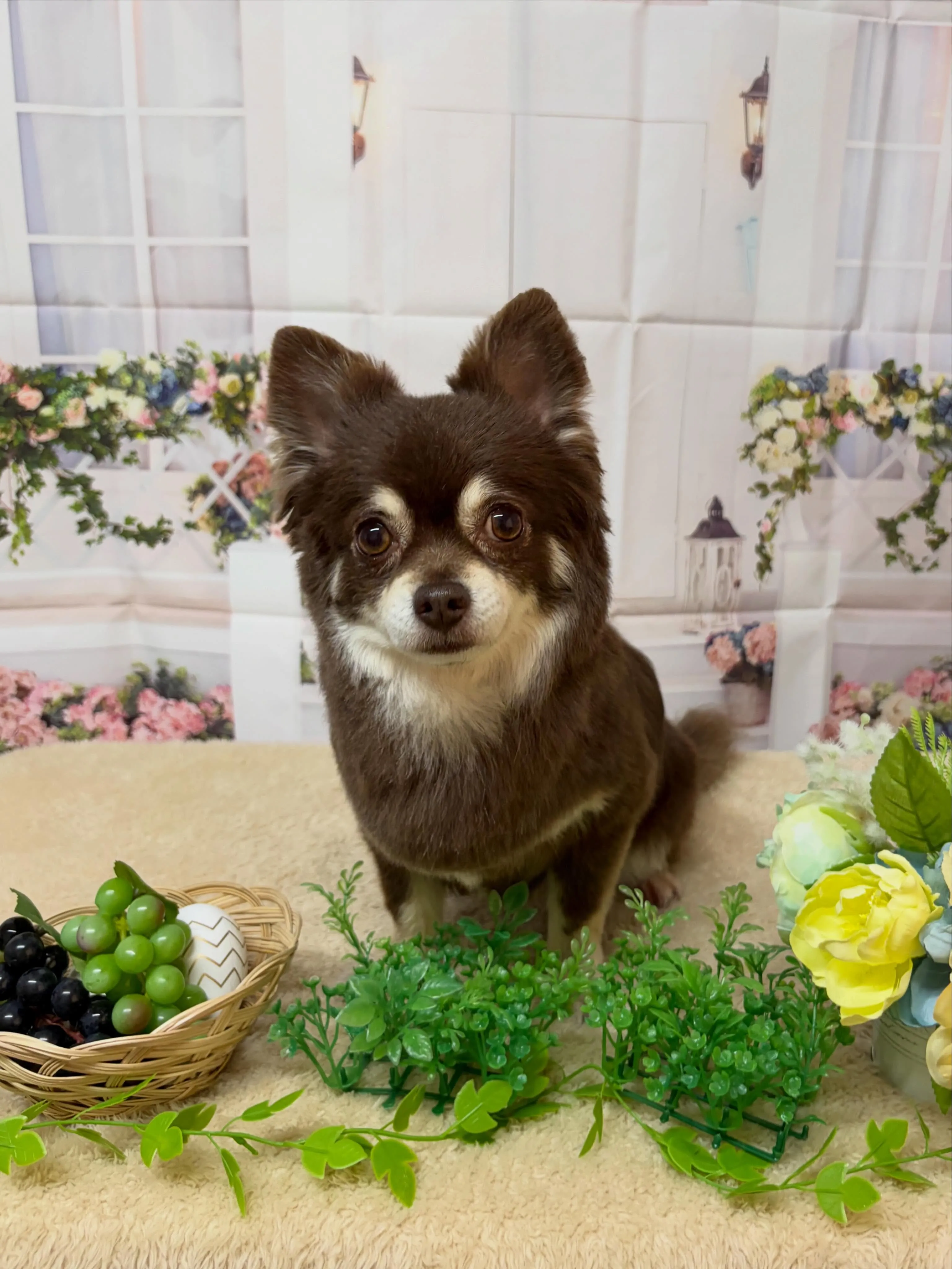 🍃5/23のトリミング🍃チワワ🐶｜名東区・千種区・守山区の動...