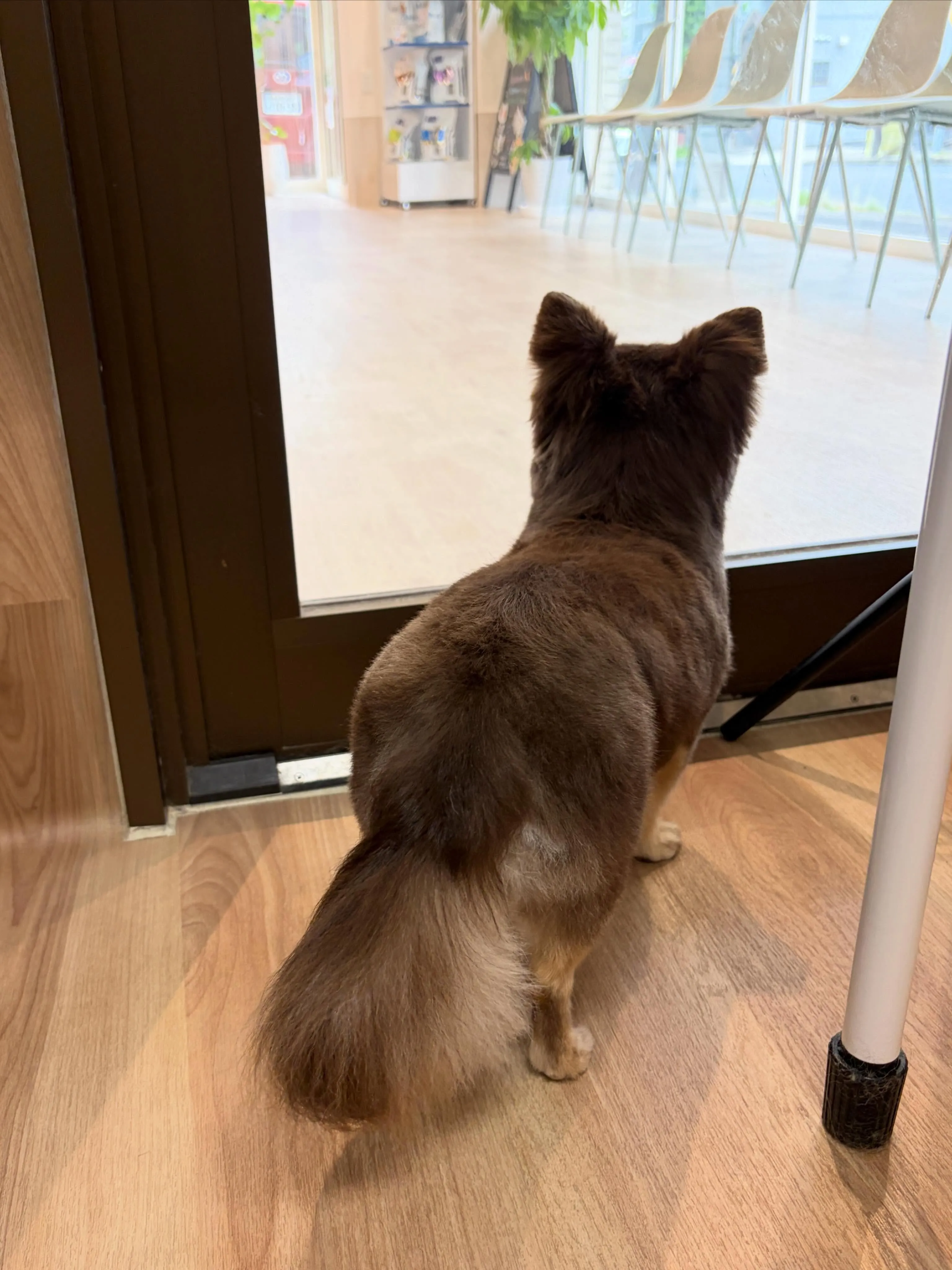 🍃5/23のトリミング🍃チワワ🐶｜名東区・千種区・守山区の動...