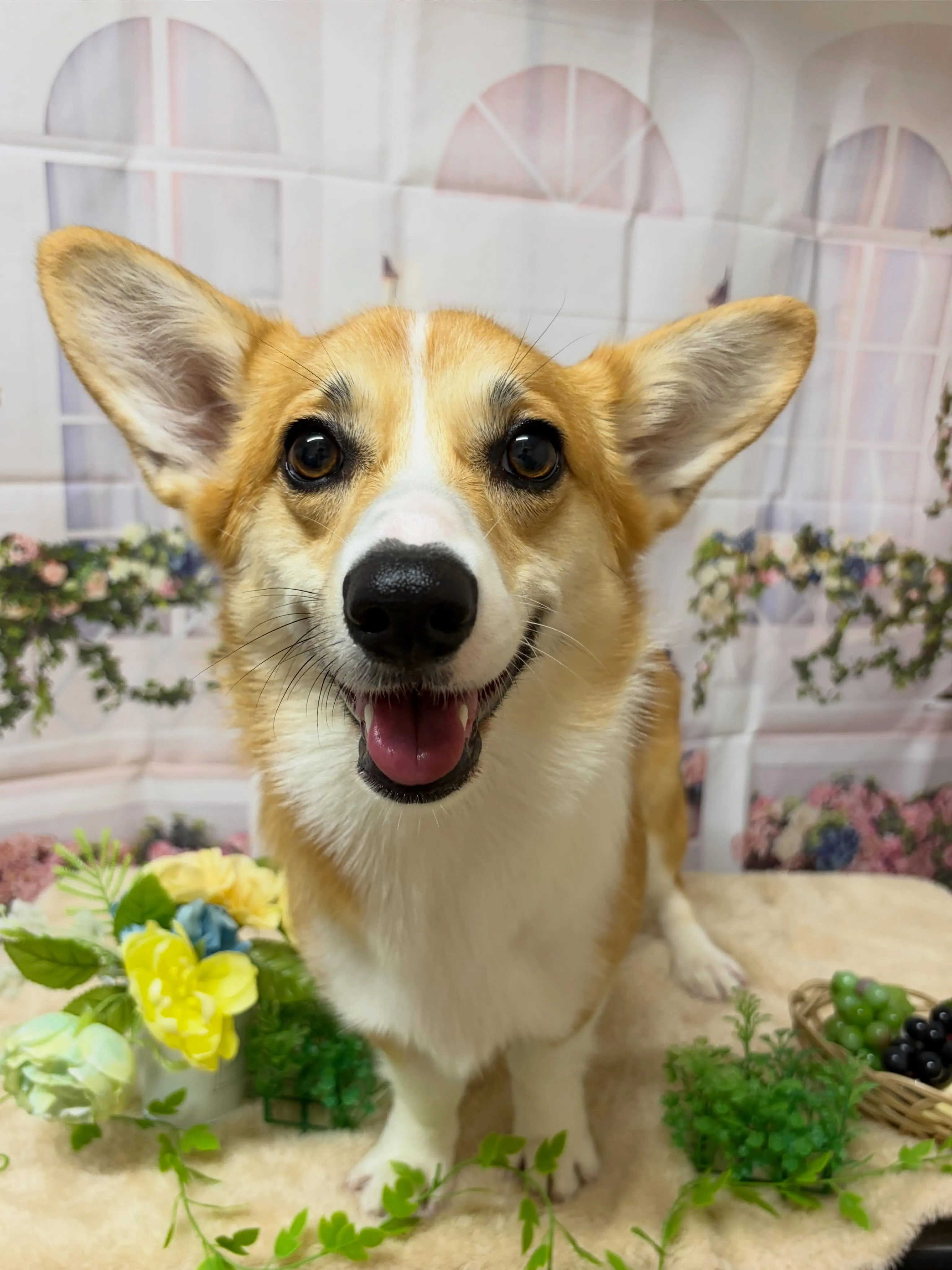 🍃5/23のトリミング🍃コーギー🐶｜名東区・千種区・守山区の...