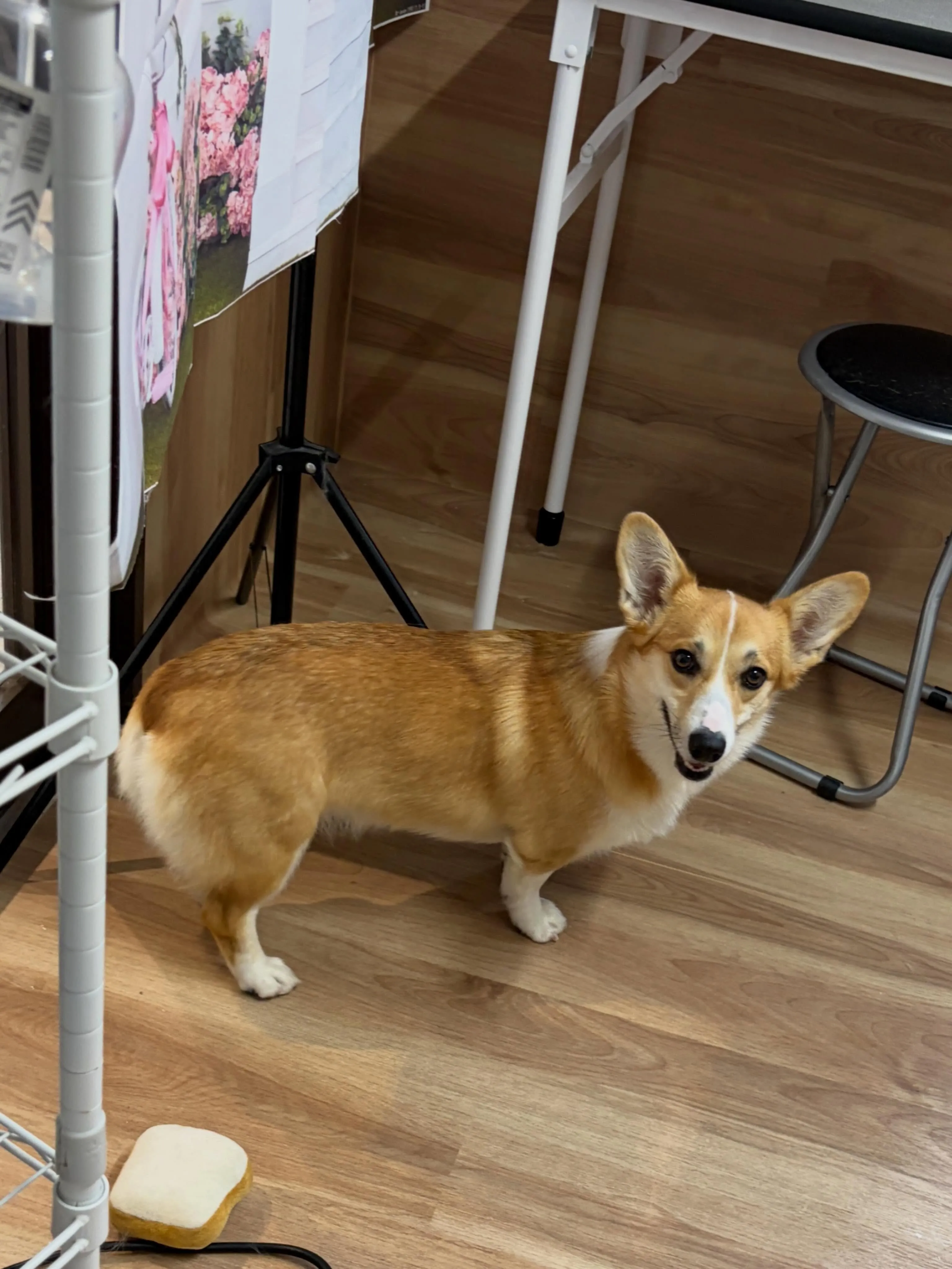 🍃5/23のトリミング🍃コーギー🐶｜名東区・千種区・守山区の...