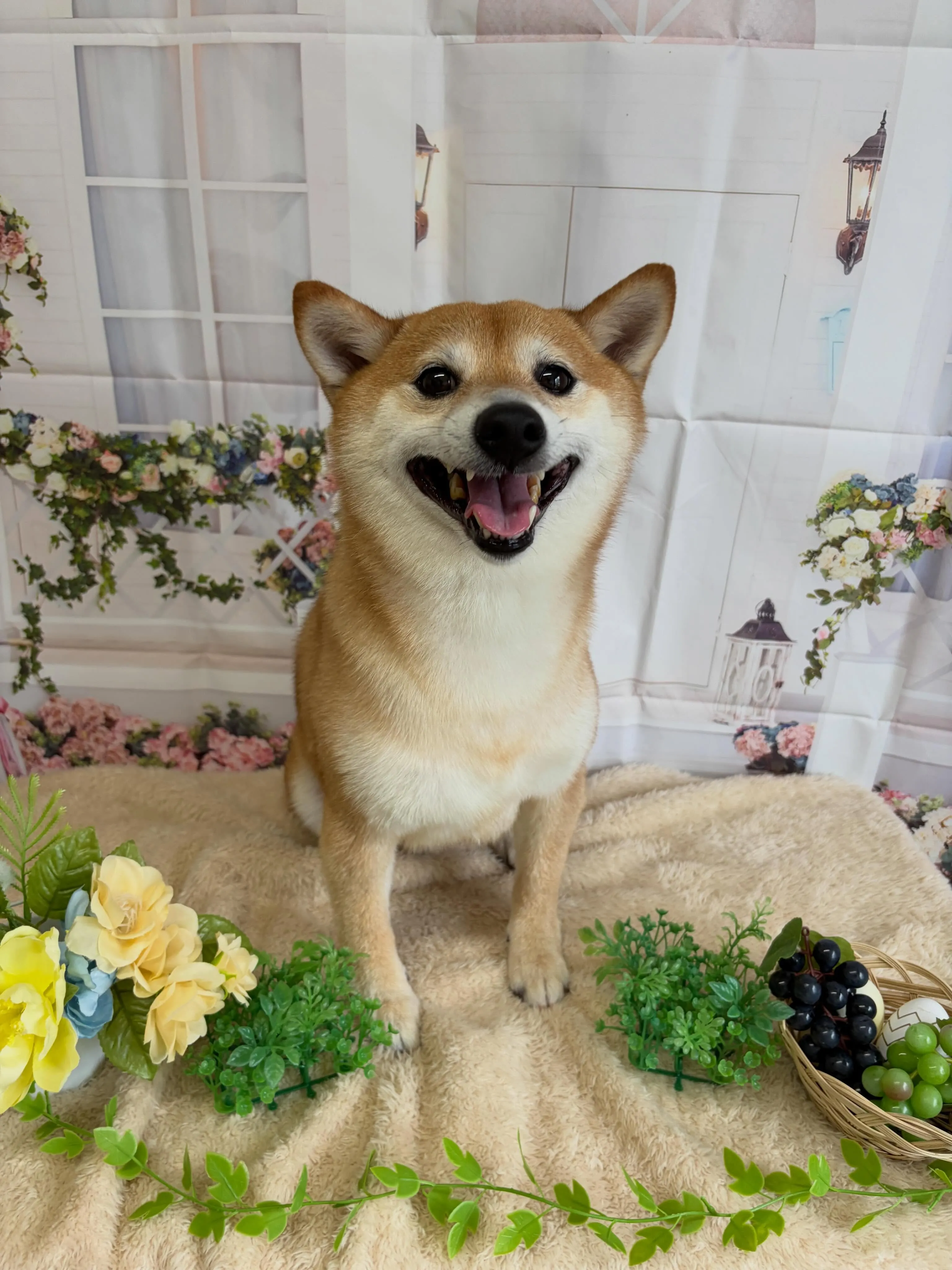 🍃5/24のトリミング🍃柴犬🐶｜名東区・千種区・守山区の動物...