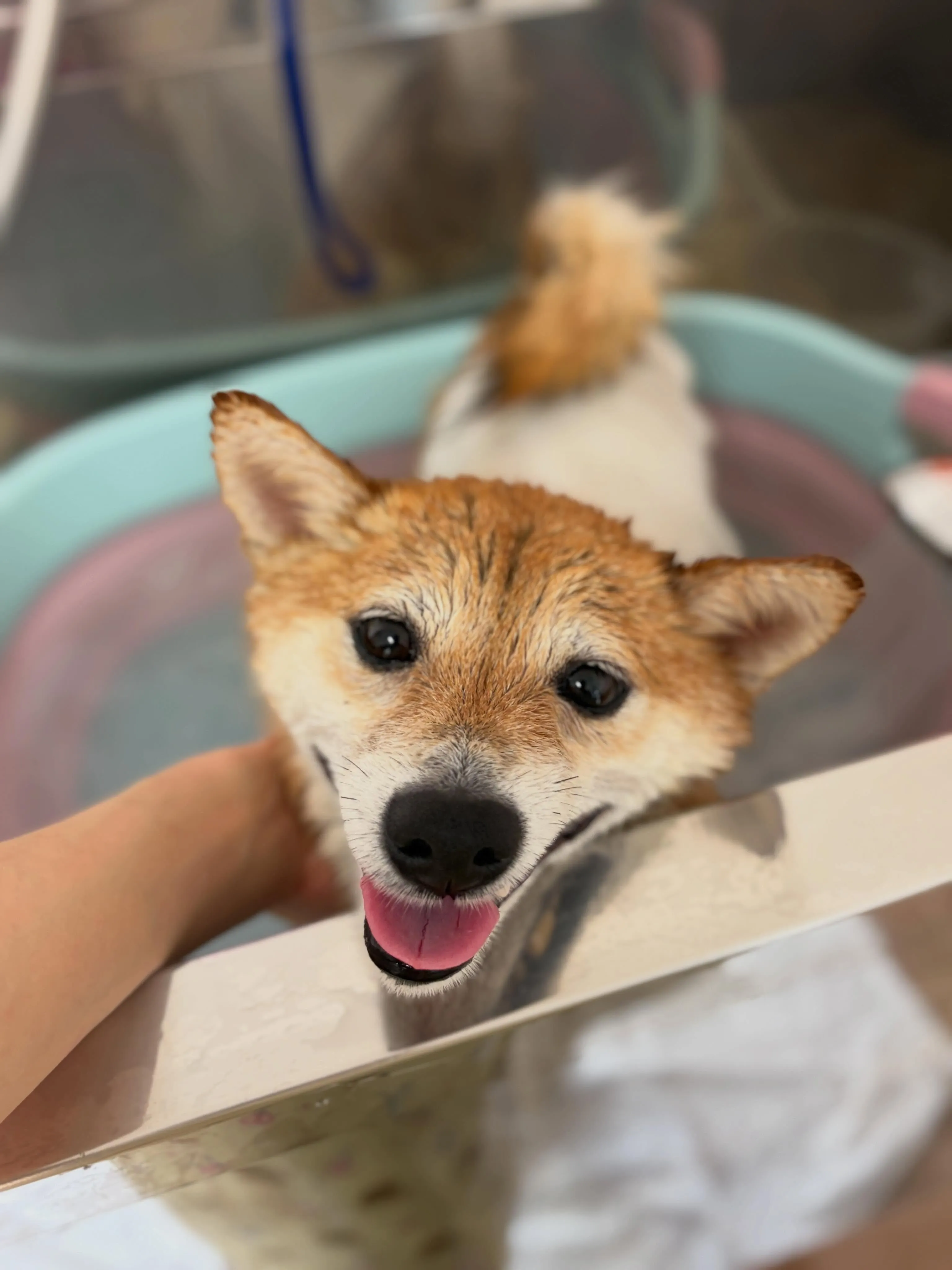 🍃5/24のトリミング🍃柴犬🐶｜名東区・千種区・守山区の動物...