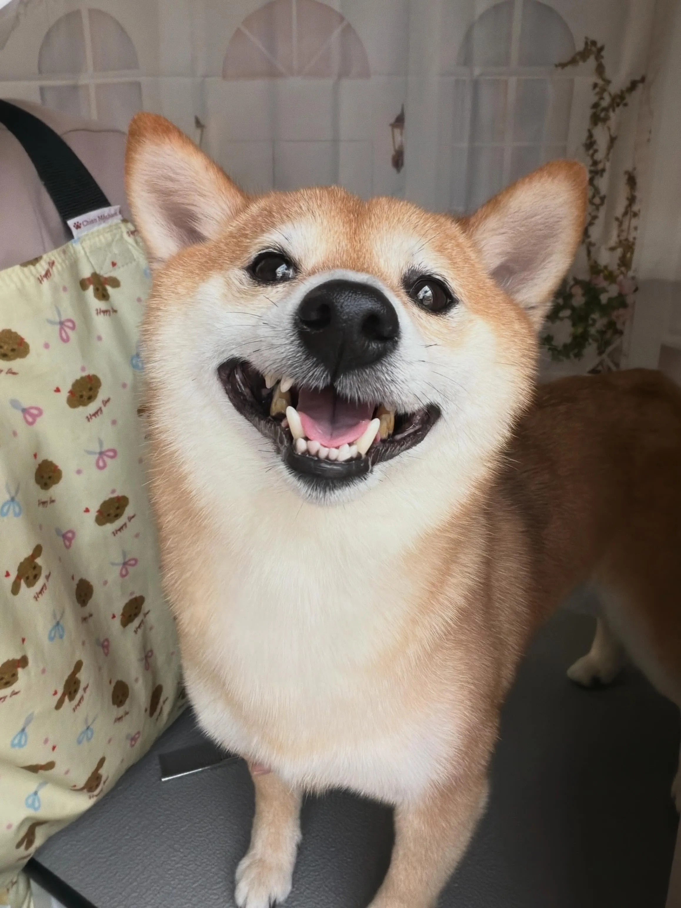🍃5/24のトリミング🍃柴犬🐶｜名東区・千種区・守山区の動物...