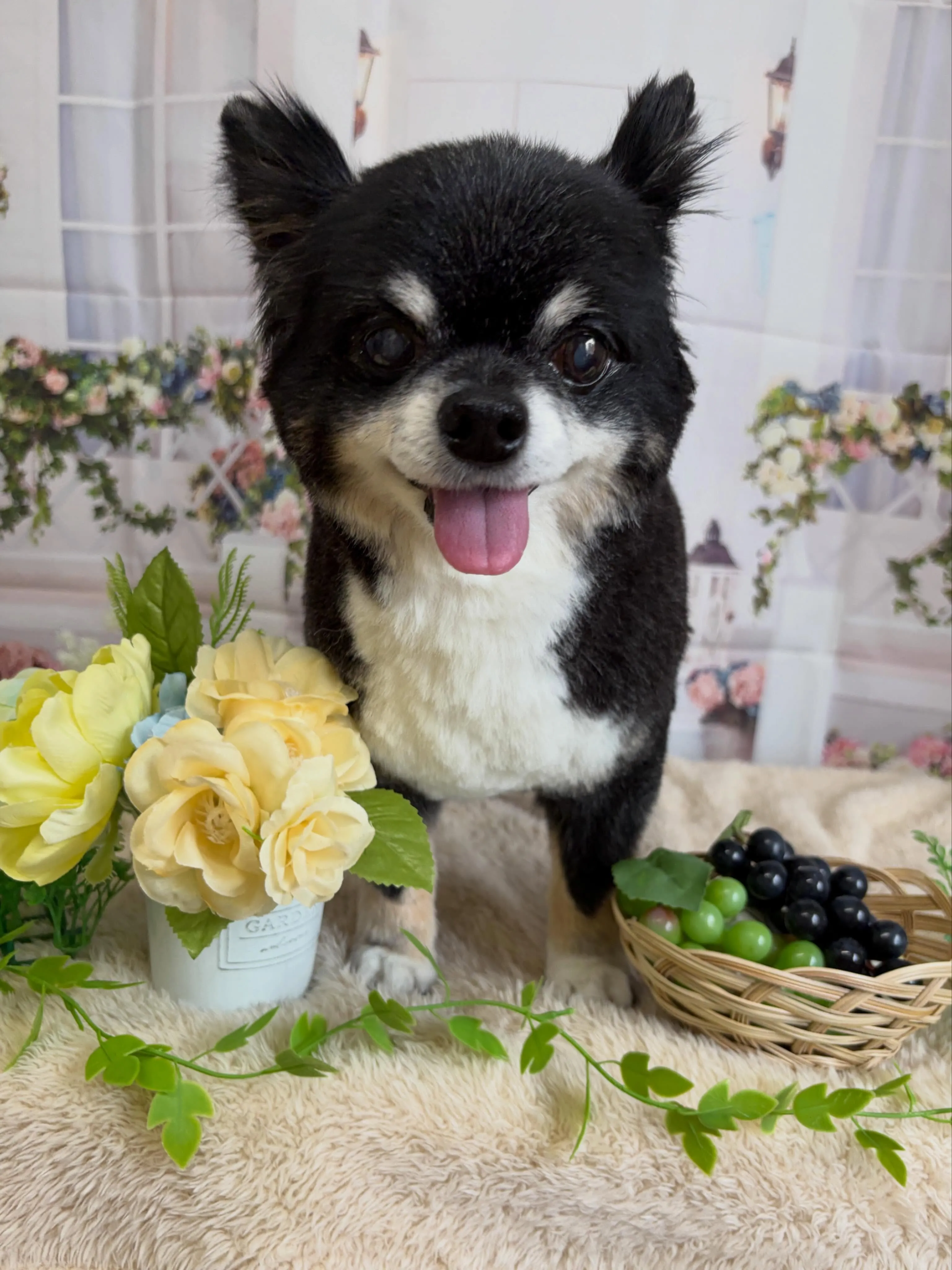 🍃5/24のトリミング🍃チワワ🐶｜名東区・千種区・守山区の動...