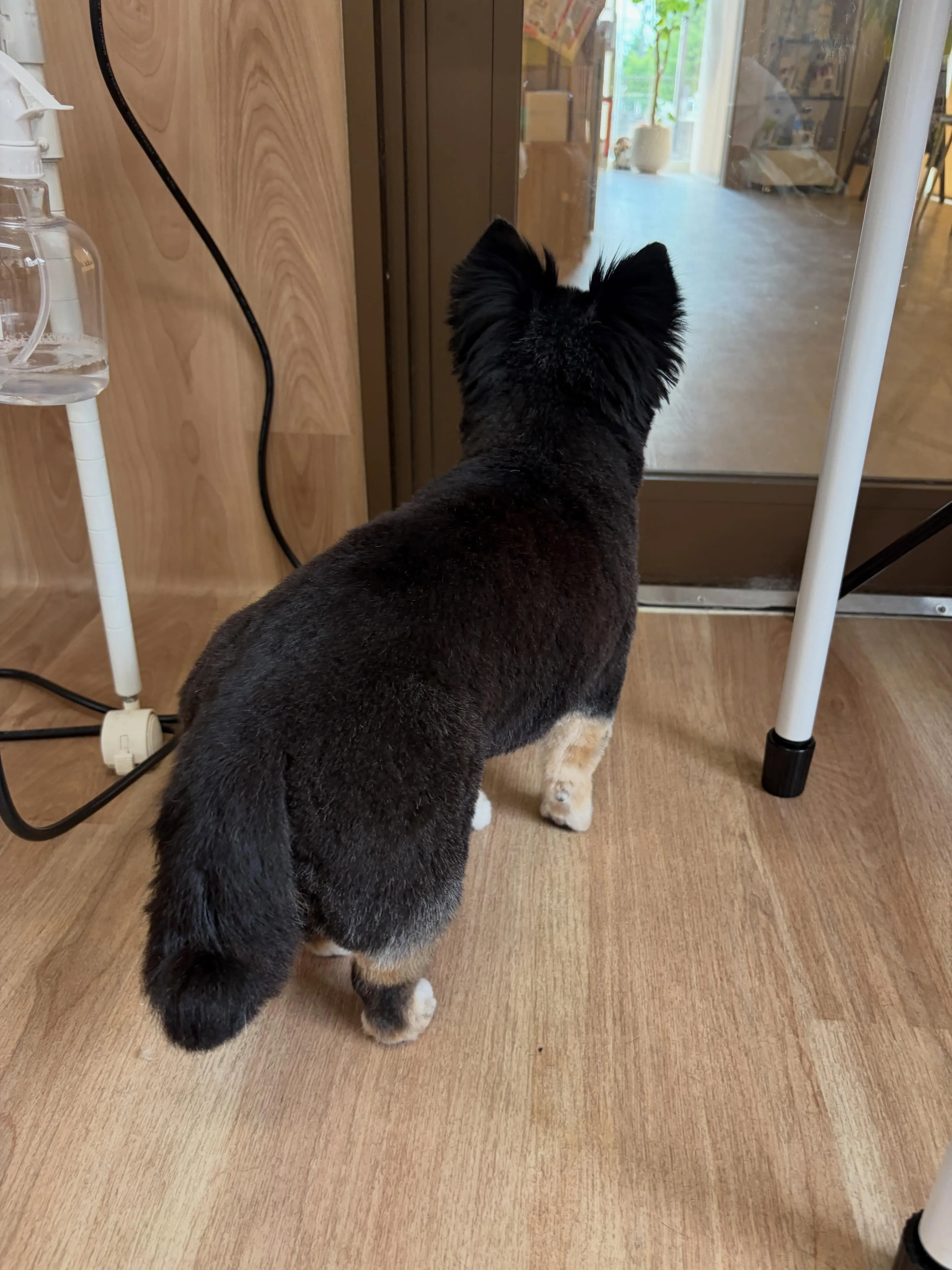 🍃5/24のトリミング🍃チワワ🐶｜名東区・千種区・守山区の動...
