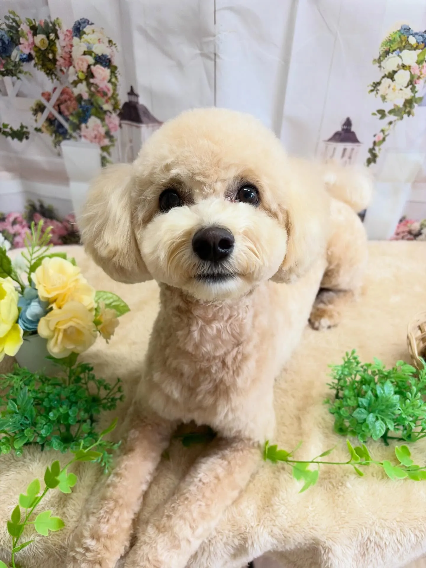 🍃5/24のトリミング🍃ミックス犬🐶｜名東区・千種区・守山区...
