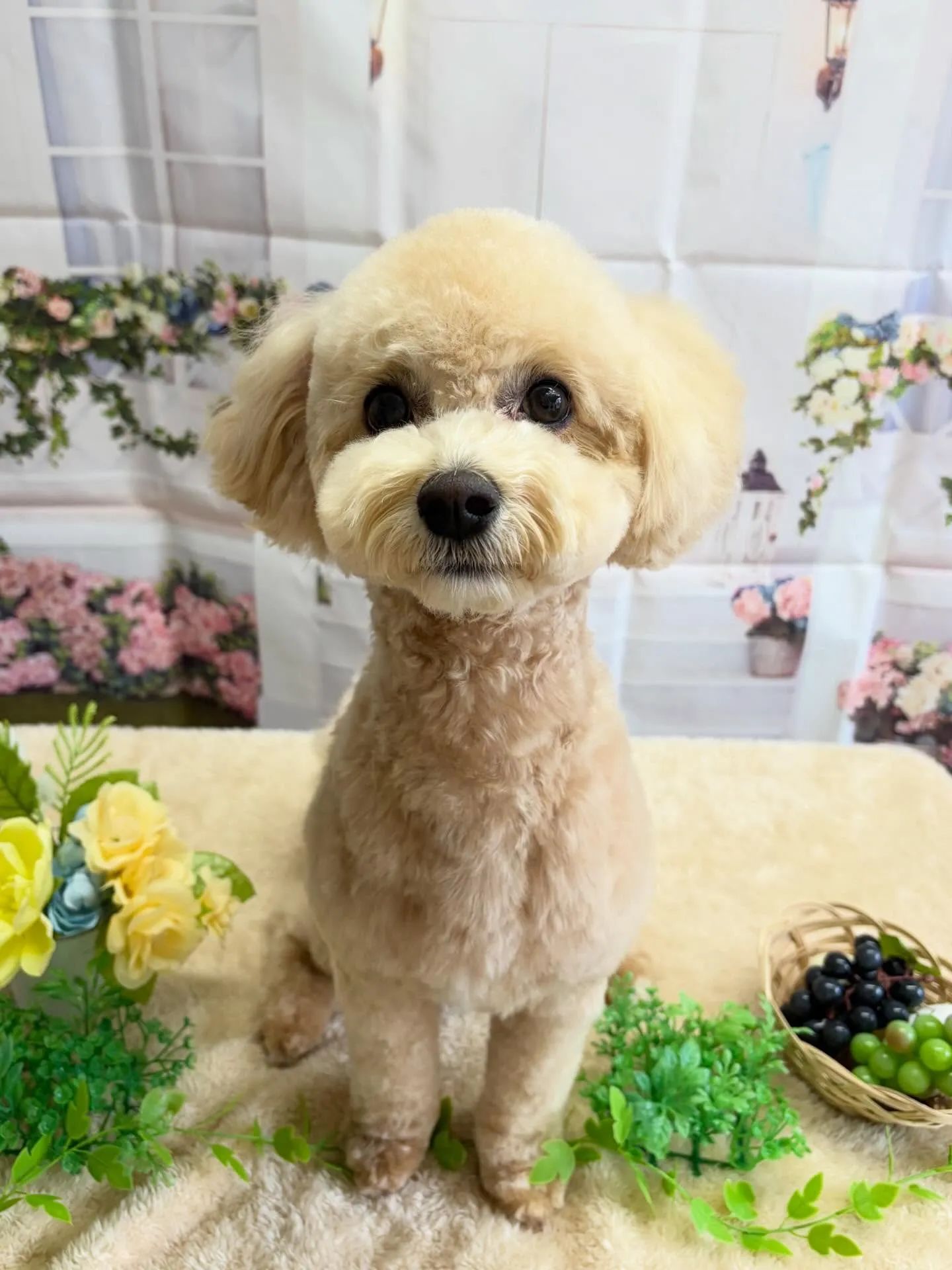 🍃5/24のトリミング🍃ミックス犬🐶｜名東区・千種区・守山区...