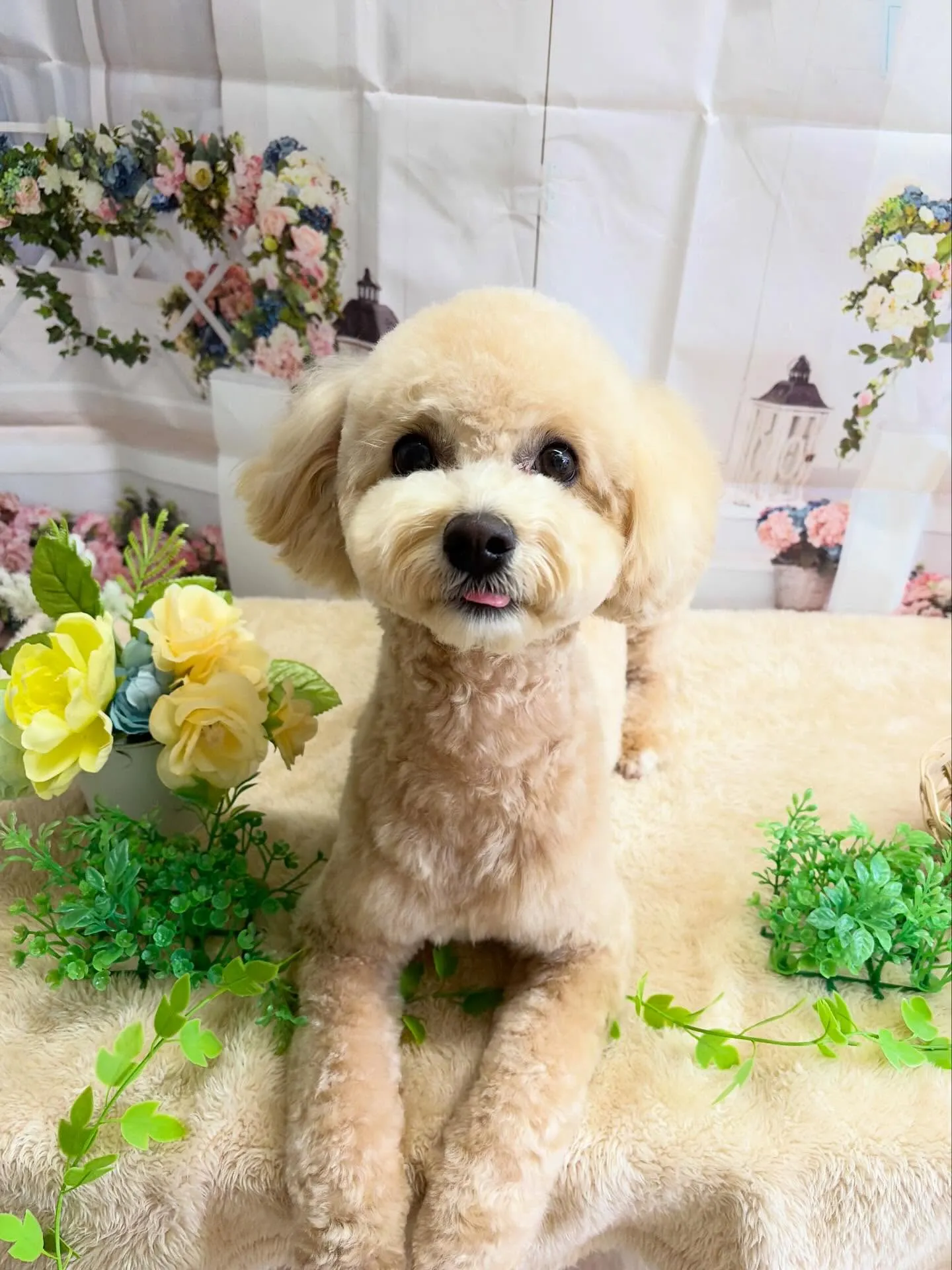 🍃5/24のトリミング🍃ミックス犬🐶｜名東区・千種区・守山区...