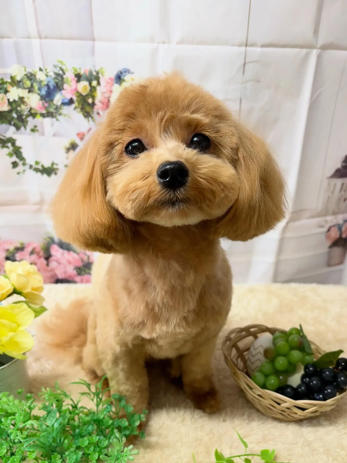 🍃5/24のトリミング🍃ミックス犬🐶｜名東区・千種区・守山区...