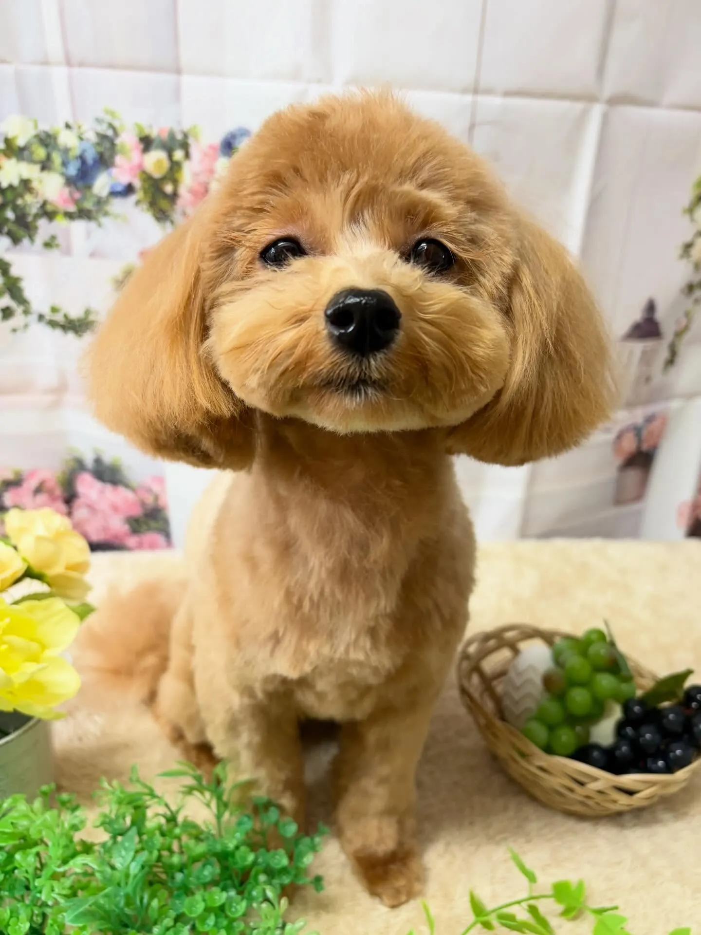 🍃5/24のトリミング🍃ミックス犬🐶｜名東区・千種区・守山区...
