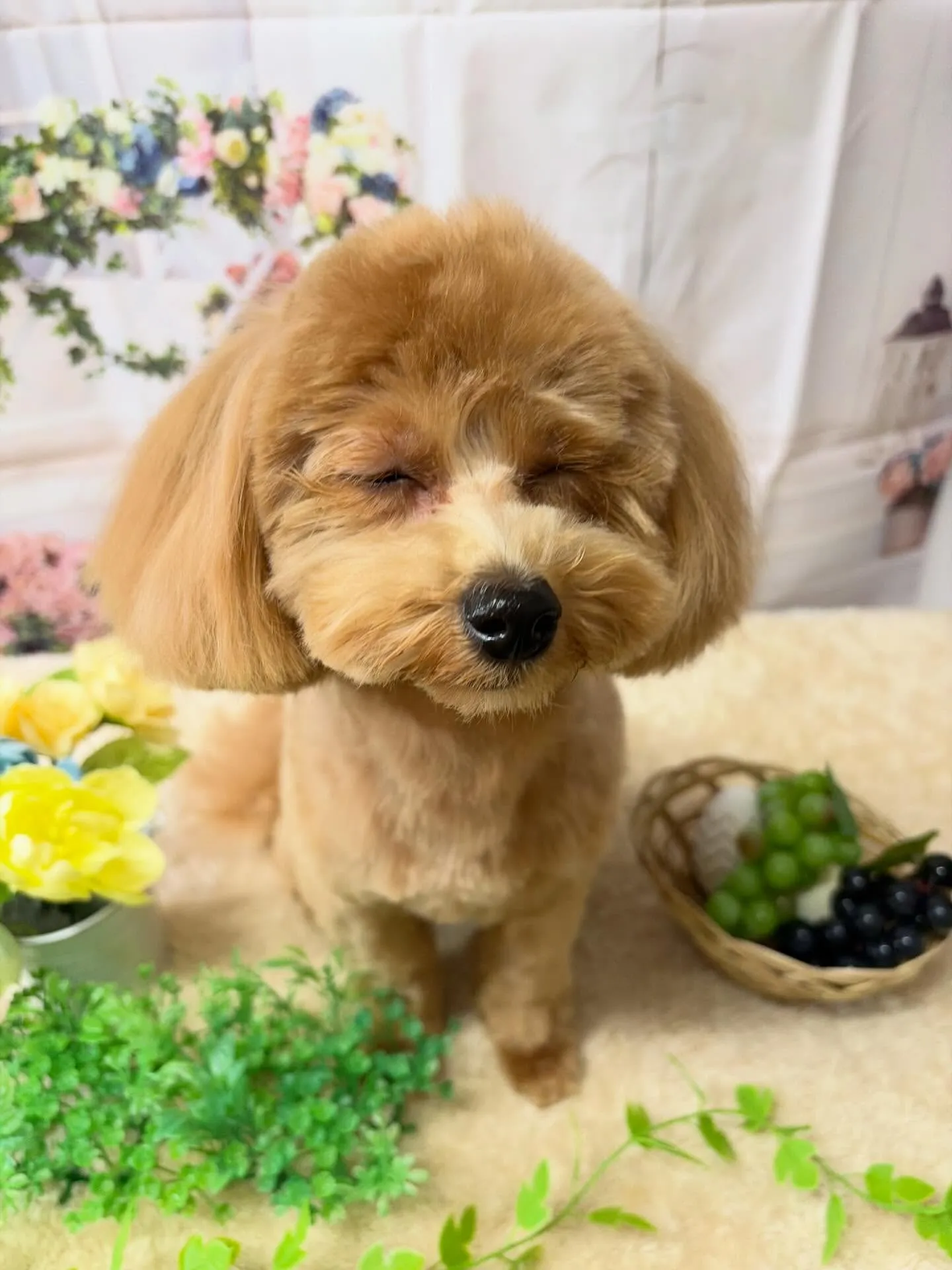 🍃5/24のトリミング🍃ミックス犬🐶｜名東区・千種区・守山区...