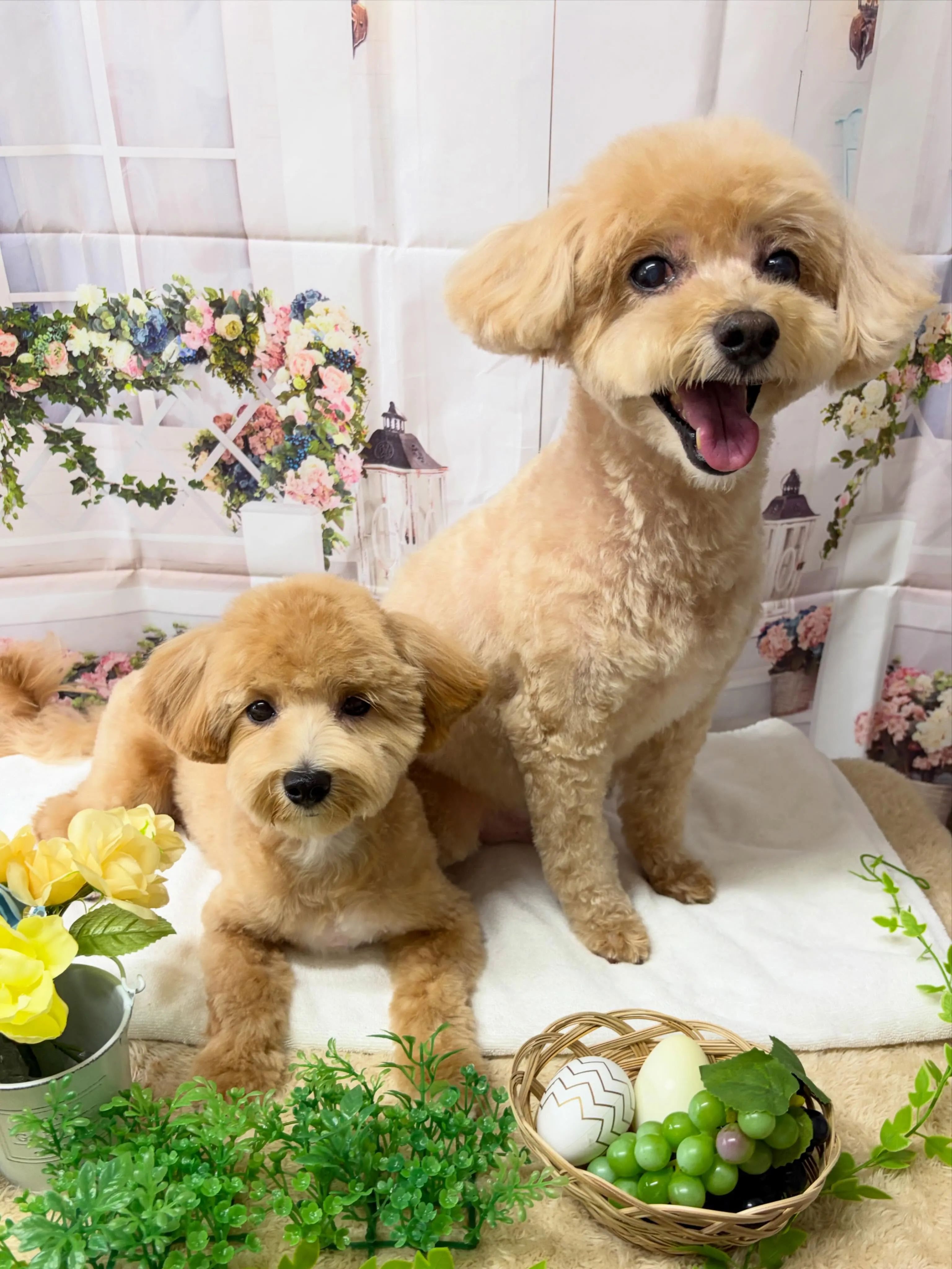 🍃4/8のトリミング🍃ミックス犬🐶｜名東区・千種区・守山区の...