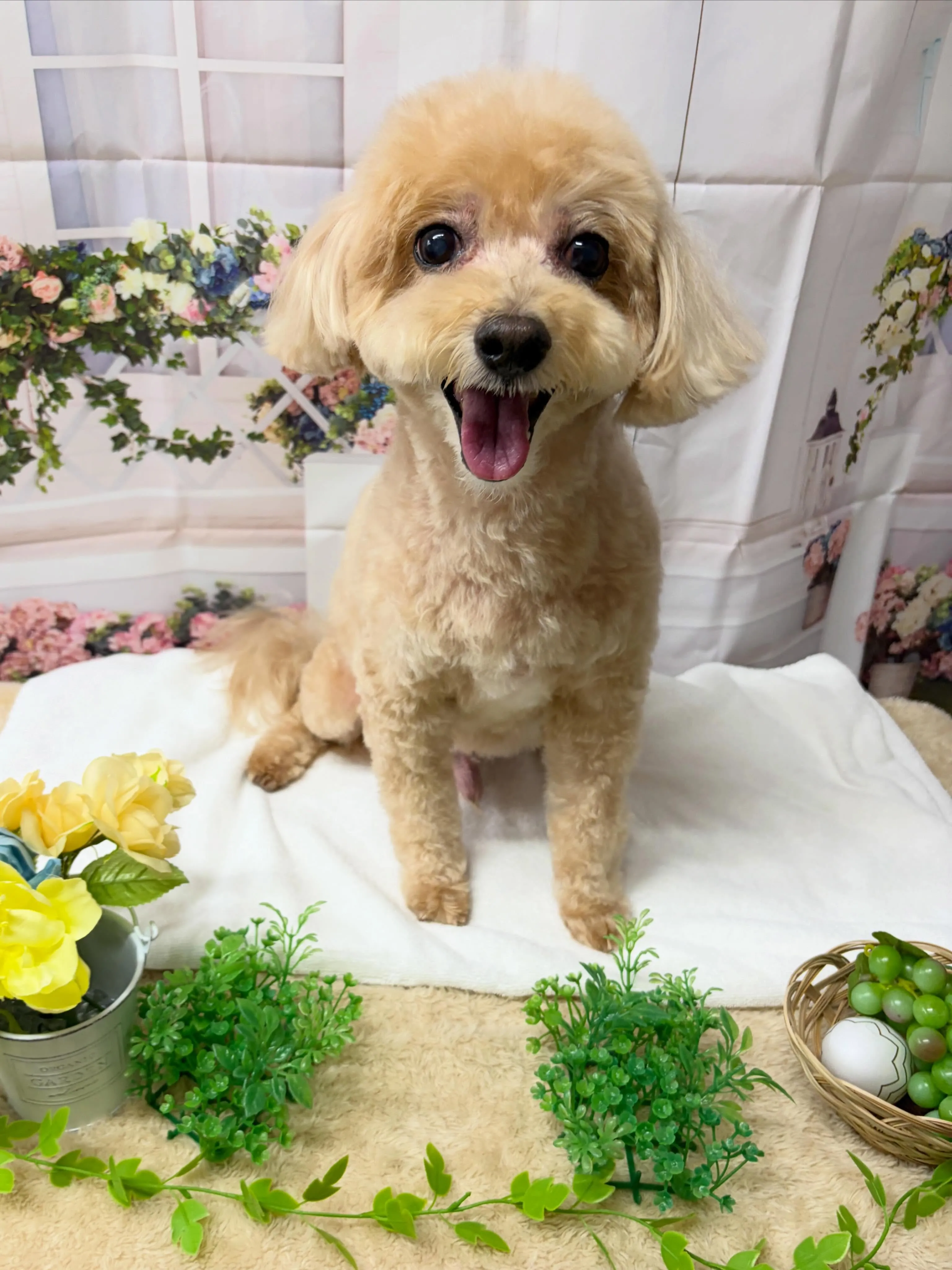 🍃4/8のトリミング🍃ミックス犬🐶｜名東区・千種区・守山区の...