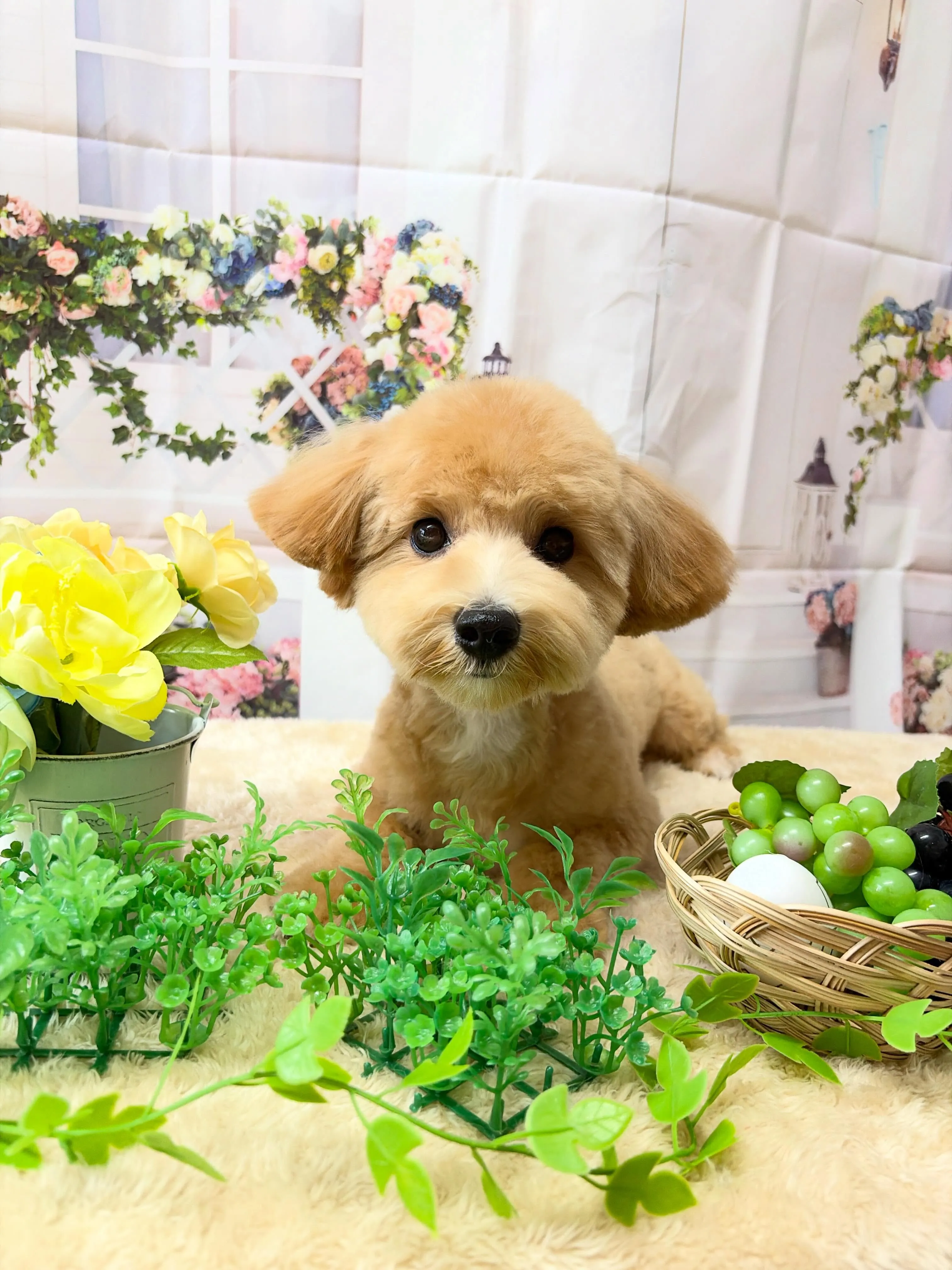 🍃4/8のトリミング🍃ミックス犬🐶｜名東区・千種区・守山区の...
