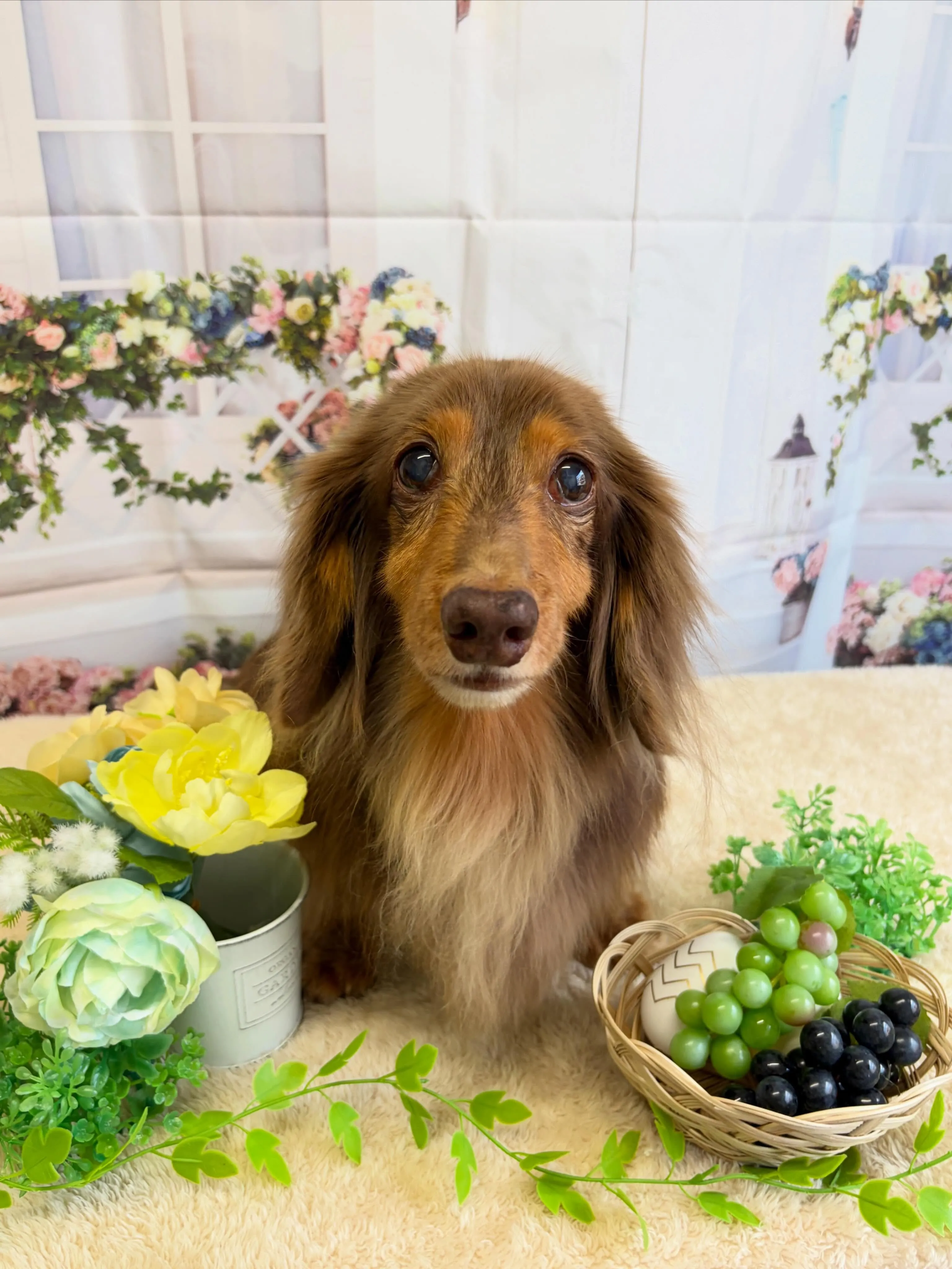 🍃5/25のトリミング🍃ダックス🐶｜名東区・千種区・守山区の...