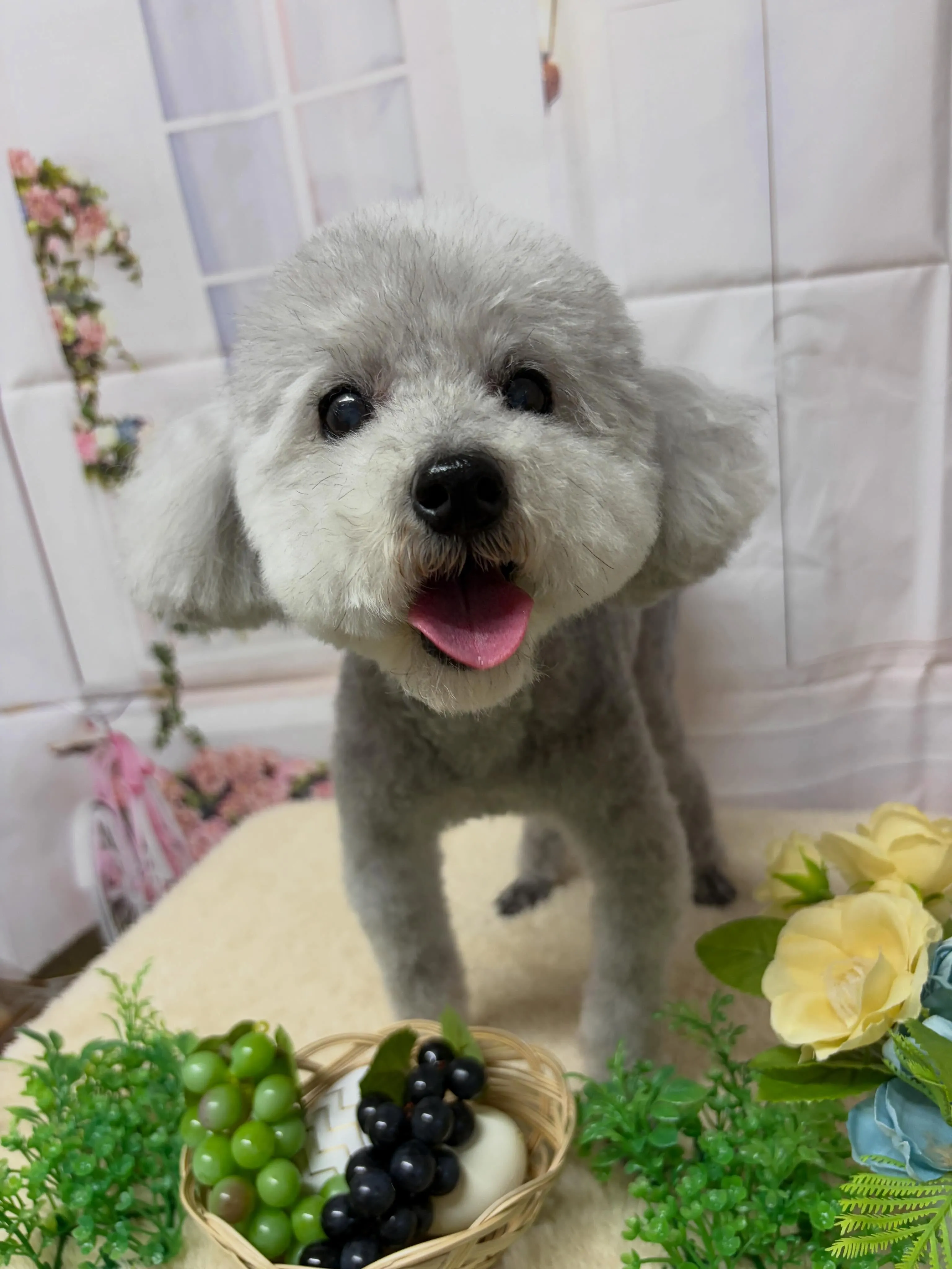 🍃5/25のトリミング🍃プードル🐶｜名東区・千種区・守山区の...