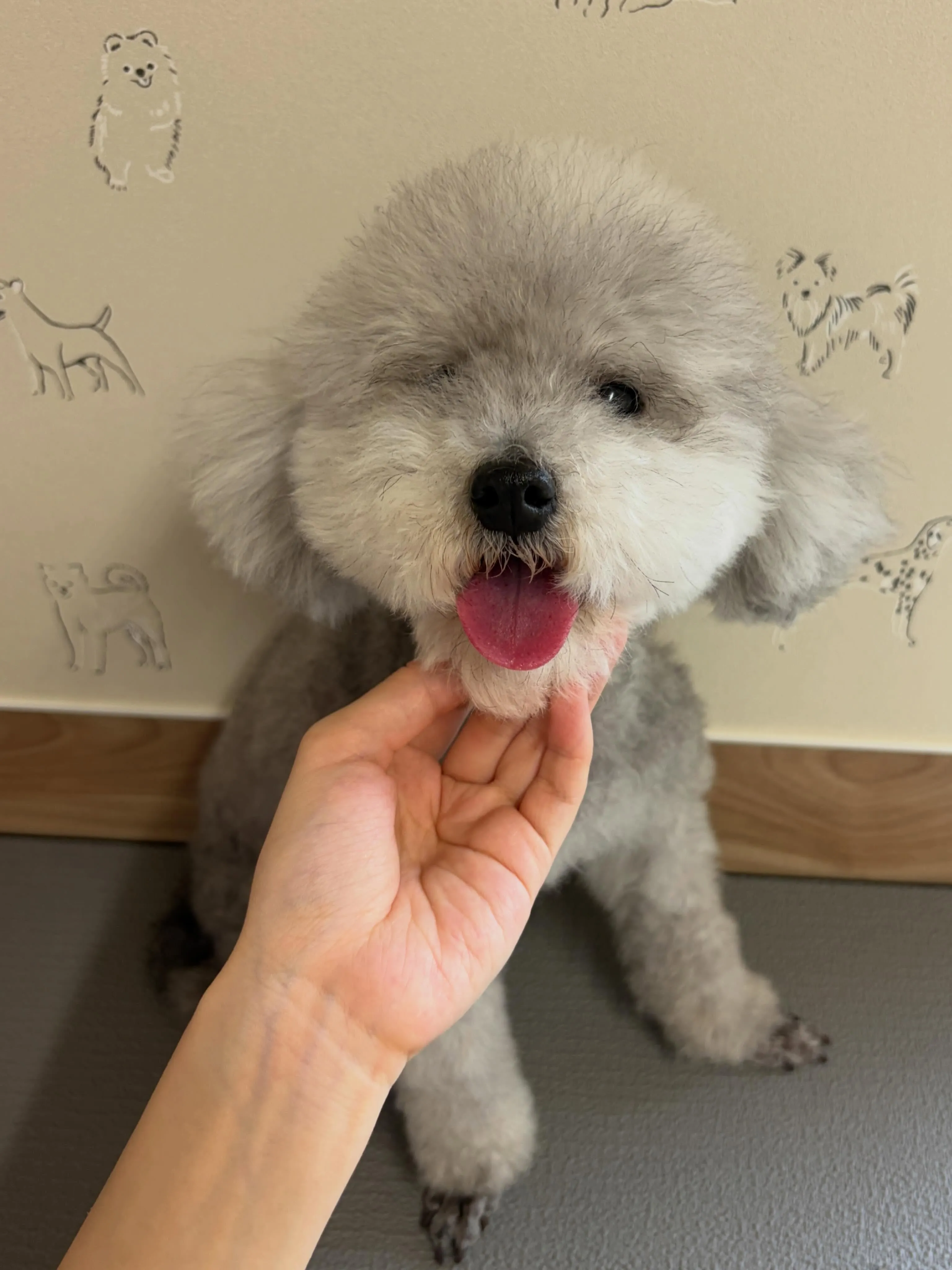 🍃5/25のトリミング🍃プードル🐶｜名東区・千種区・守山区の...