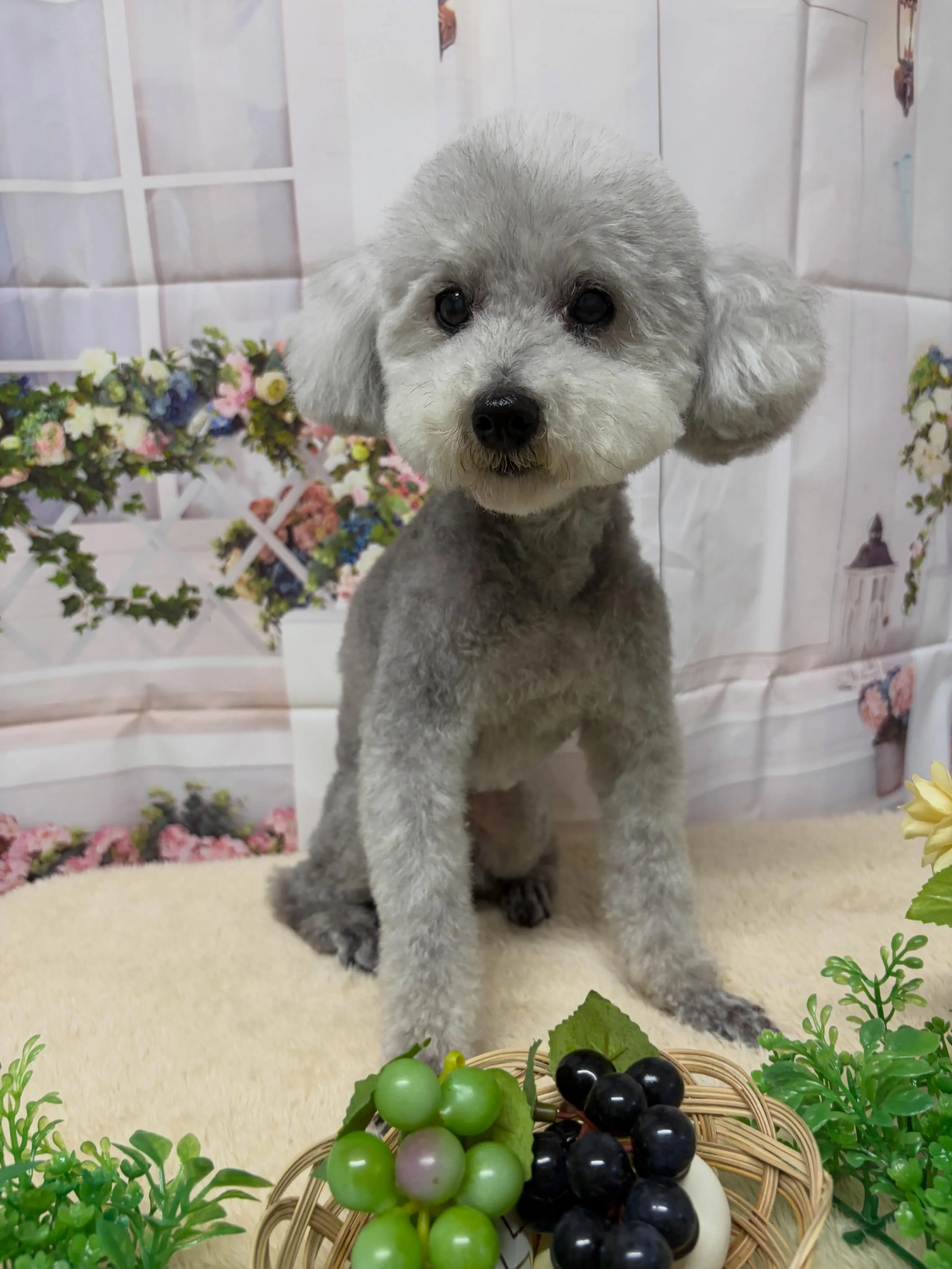 🍃5/25のトリミング🍃プードル🐶｜名東区・千種区・守山区の...