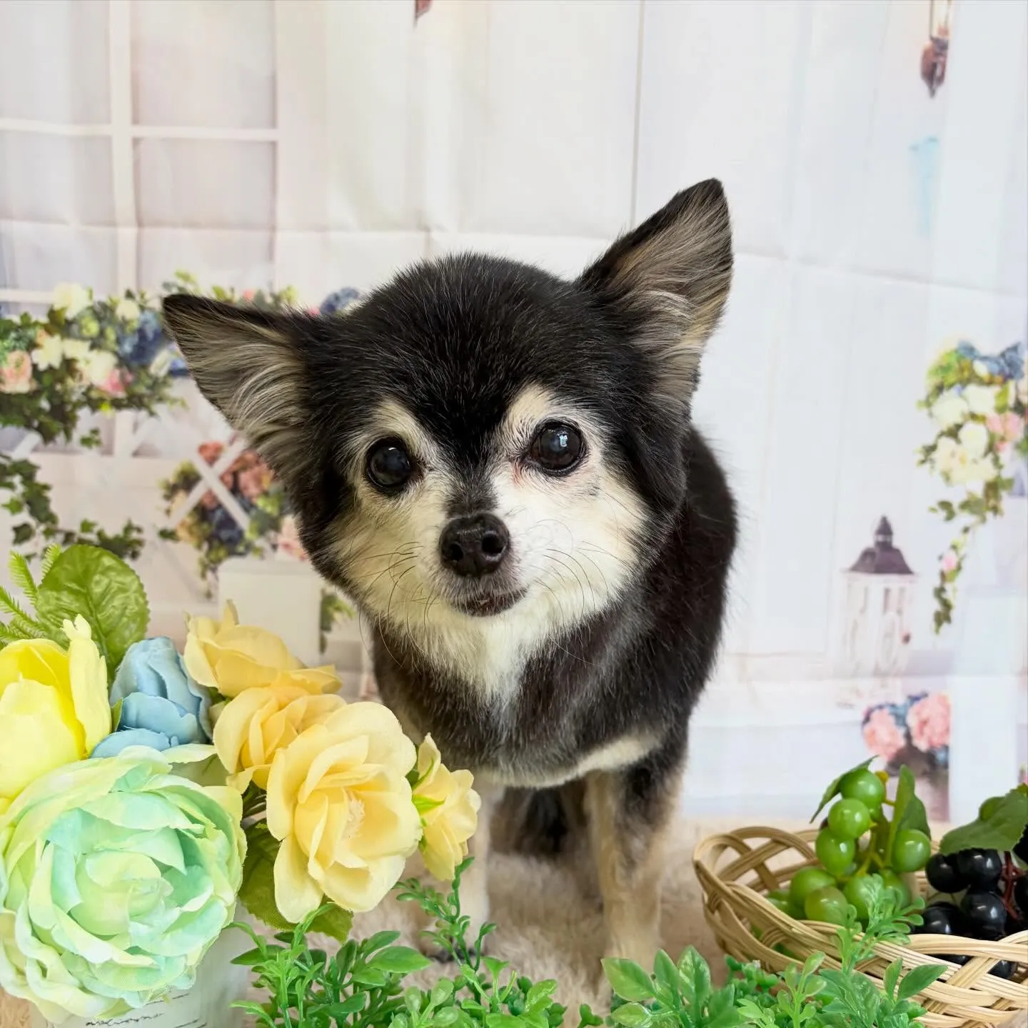 🍃5/26のトリミング🍃チワワ🐶｜名東区・千種区・守山区の動...