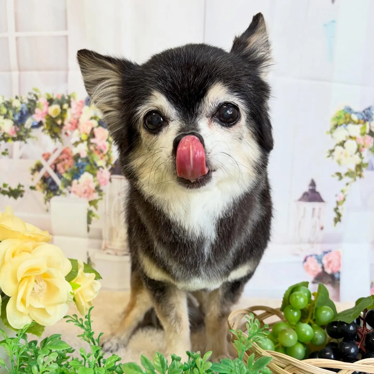 🍃5/26のトリミング🍃チワワ🐶｜名東区・千種区・守山区の動...