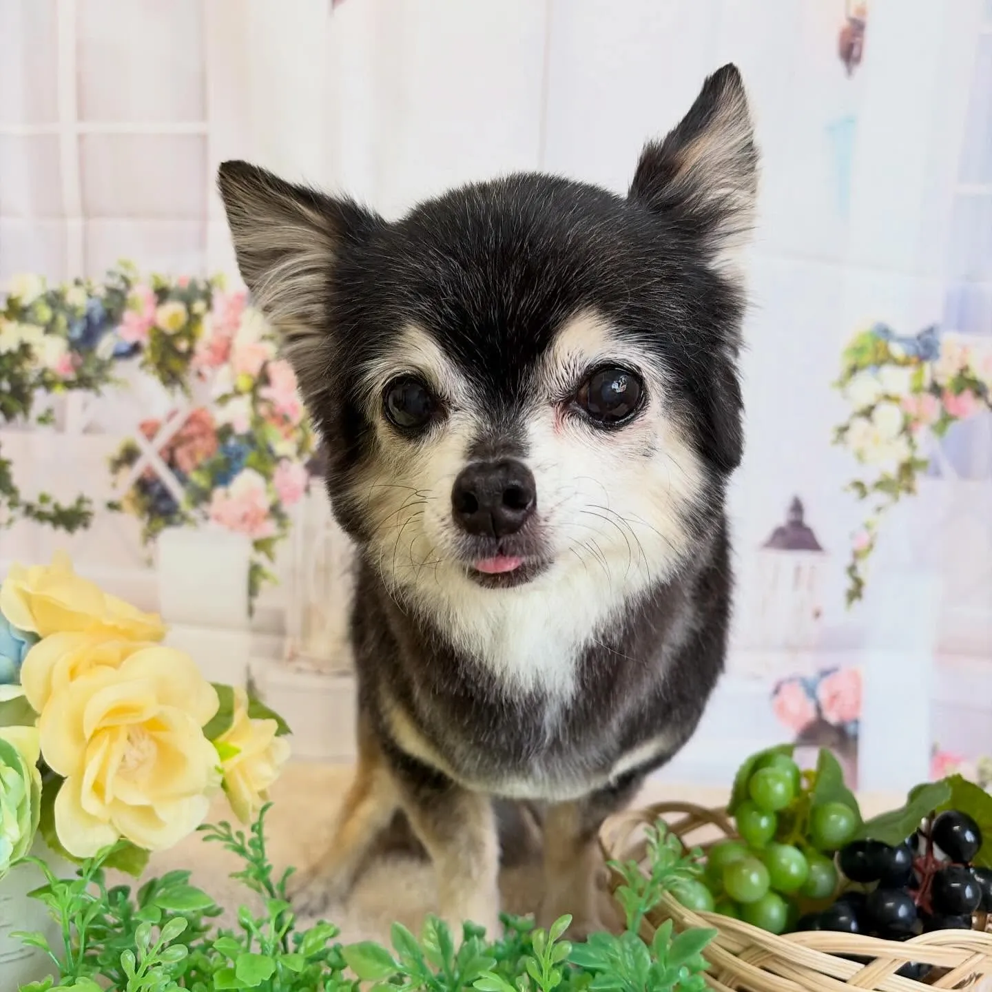 🍃5/26のトリミング🍃チワワ🐶｜名東区・千種区・守山区の動...
