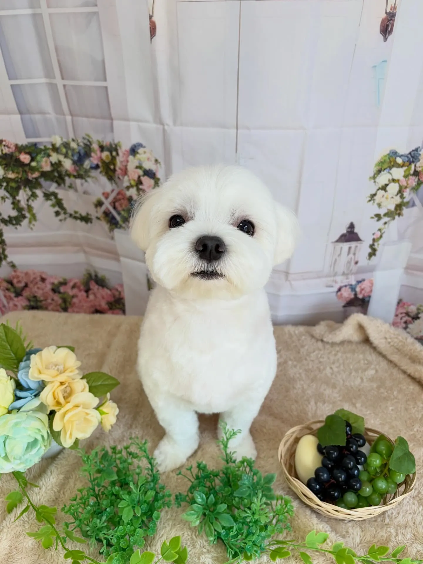 🍃5/26のトリミング🍃マルチーズ🐶|名東区・千種区・守山区...