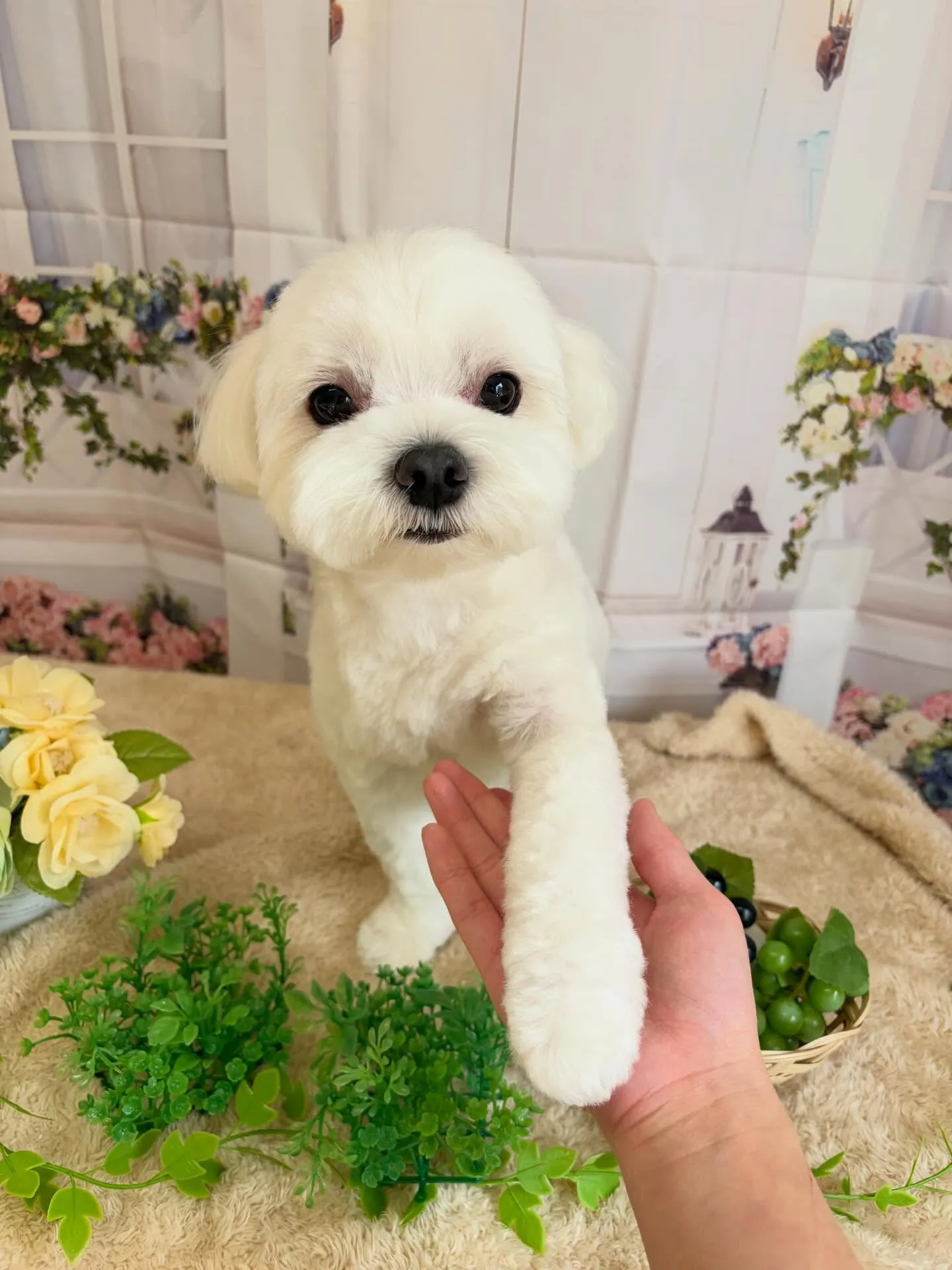 🍃5/26のトリミング🍃マルチーズ🐶｜名東区・千種区・守山区...