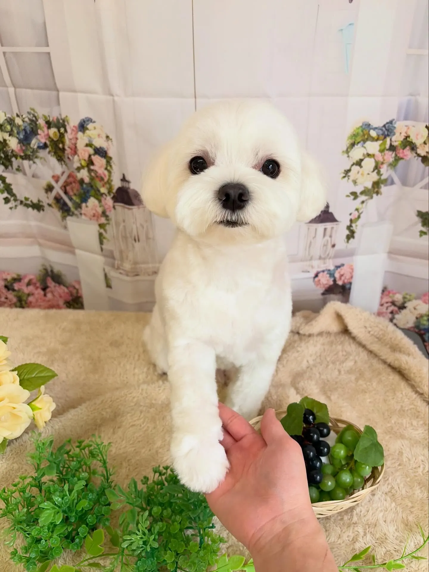 🍃5/26のトリミング🍃マルチーズ🐶｜名東区・千種区・守山区...