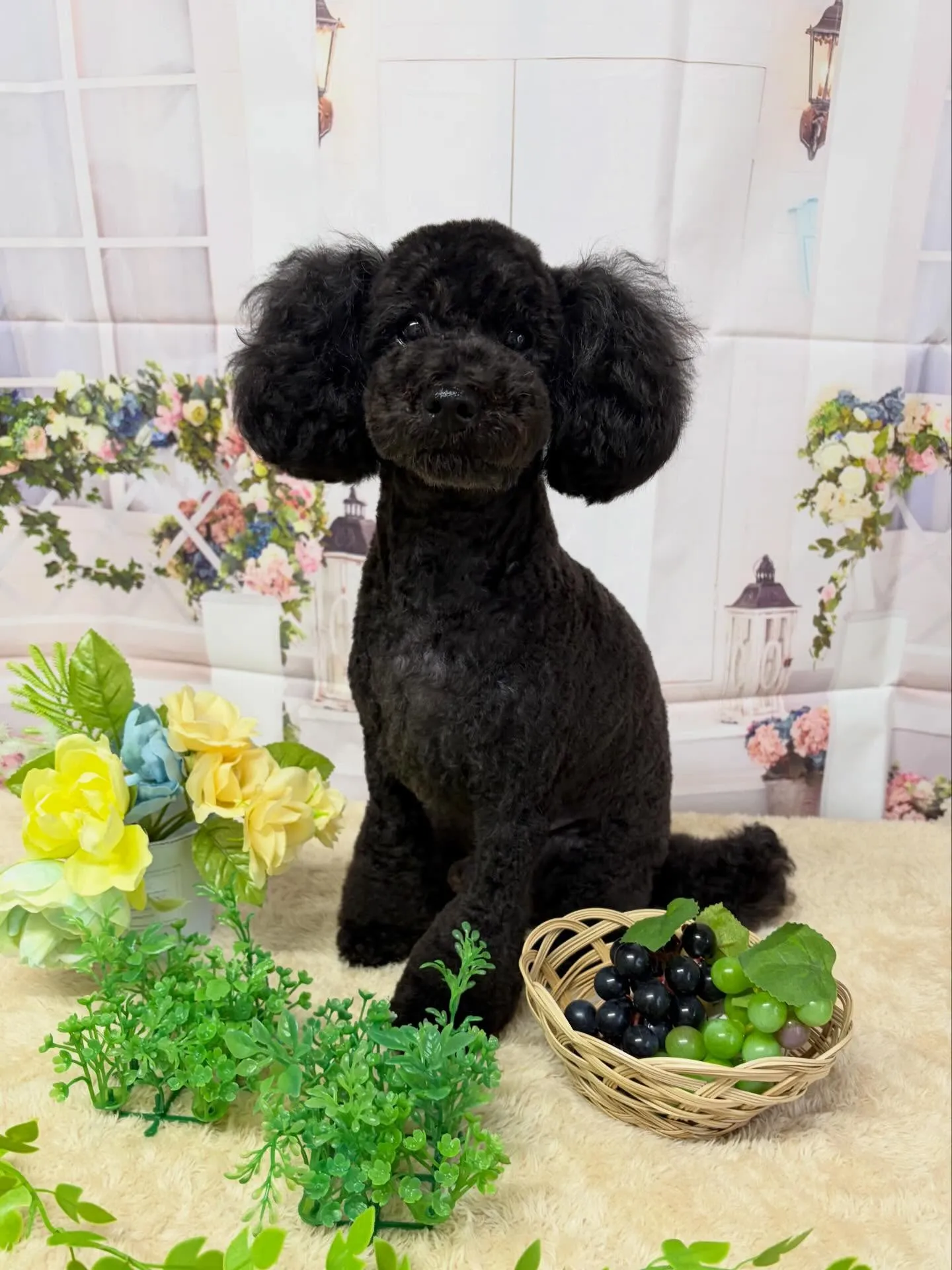 🍃5/29のトリミング🍃プードル 🐶|名東区・千種区・守山区...