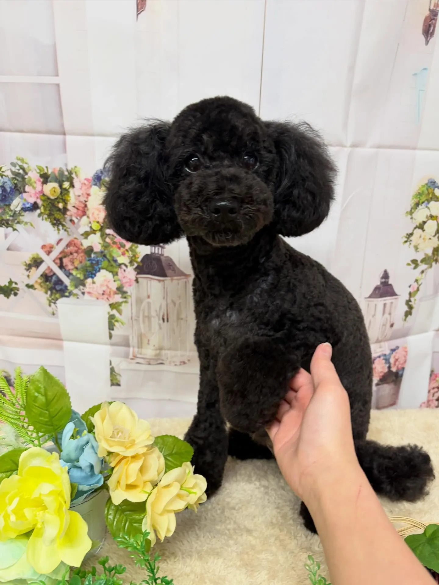 🍃5/29のトリミング🍃プードル 🐶｜名東区・千種区・守山区...