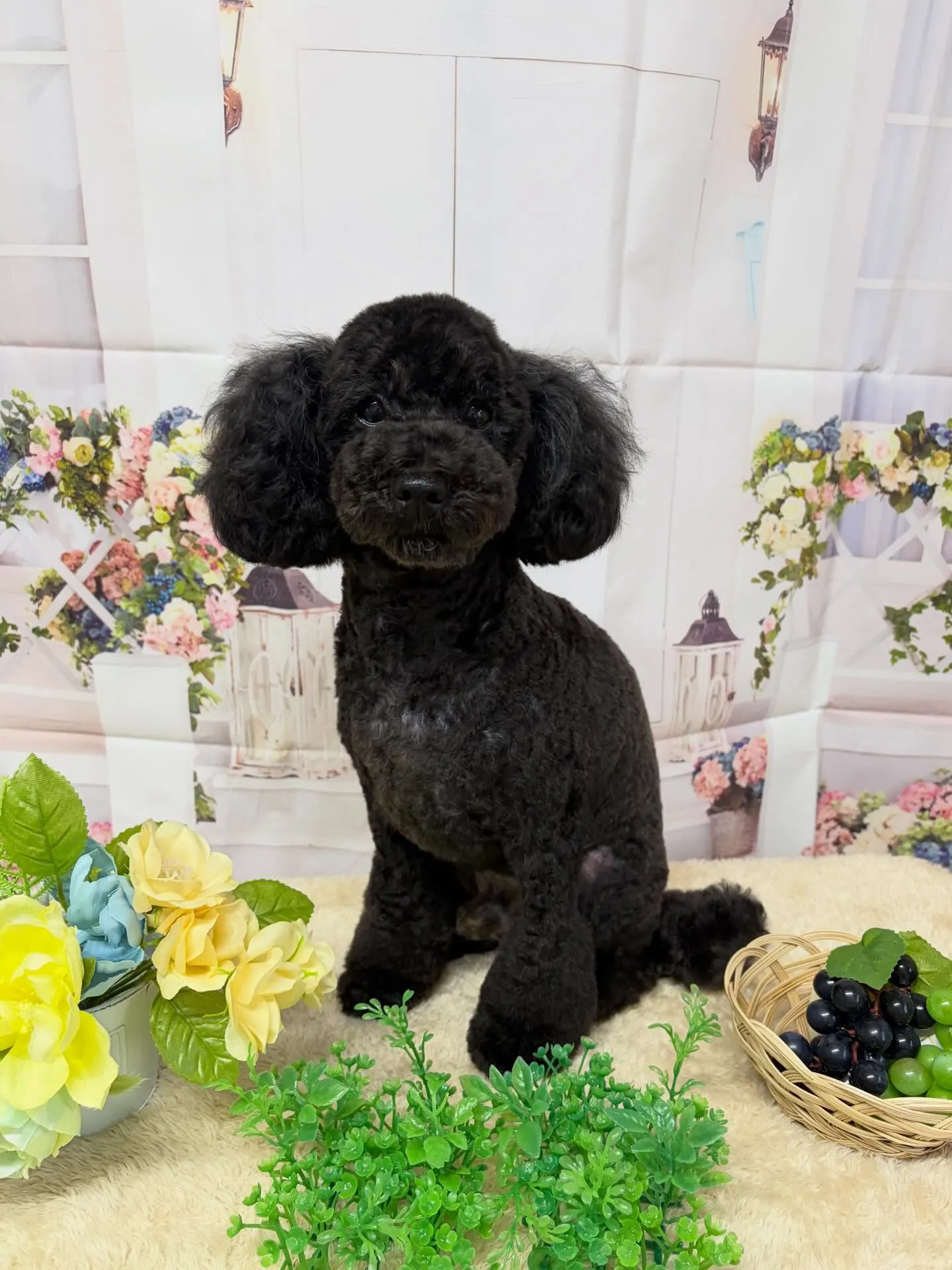 🍃5/29のトリミング🍃プードル 🐶｜名東区・千種区・守山区...