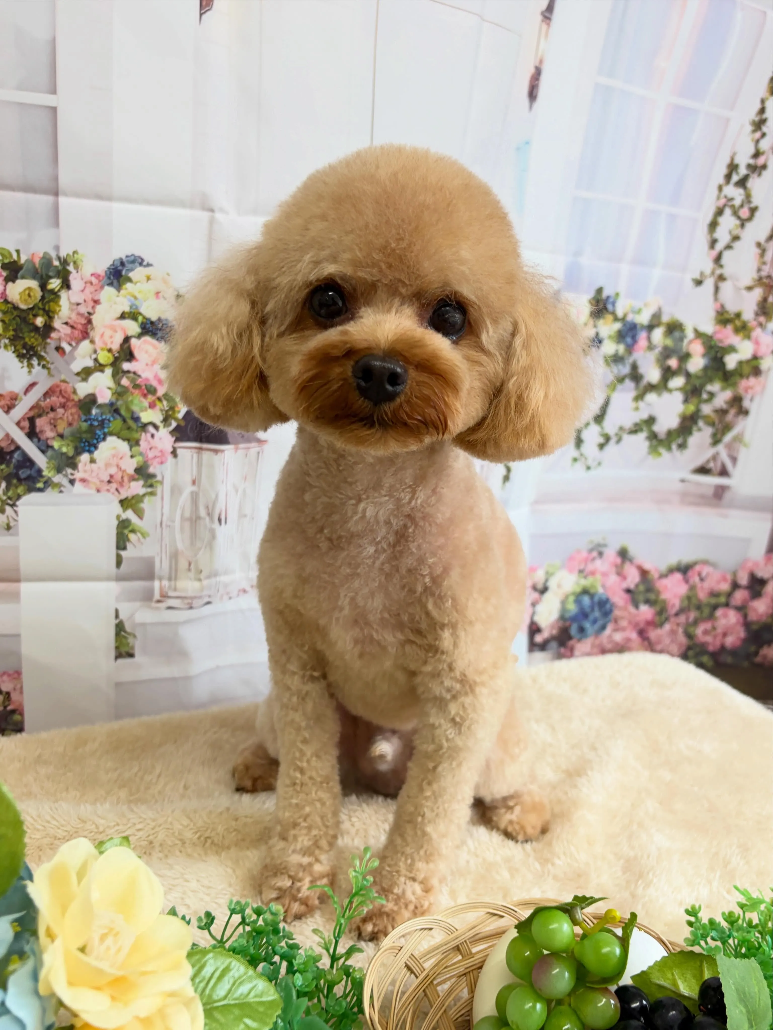🍃5/27のトリミング🍃プードル🐶|名東区・千種区・守山区の...