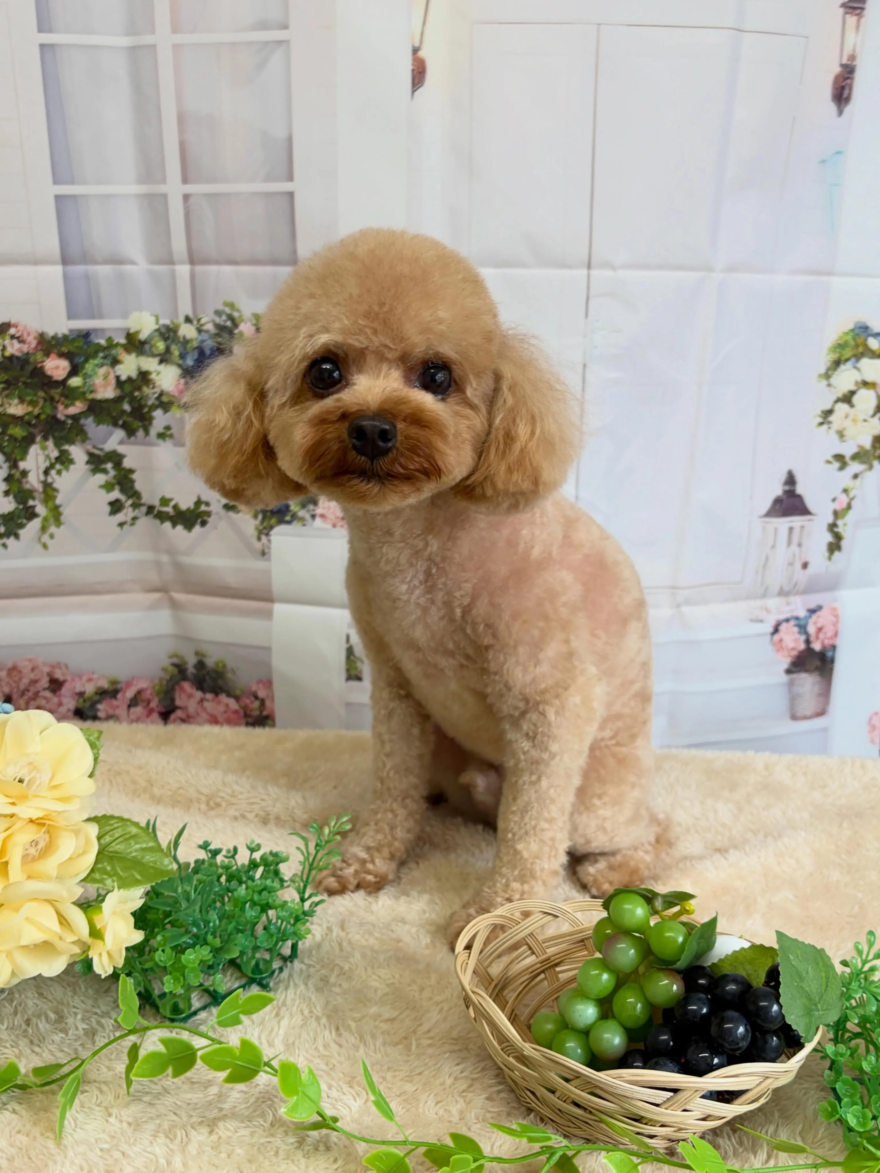 🍃5/27のトリミング🍃プードル🐶｜名東区・千種区・守山区の...
